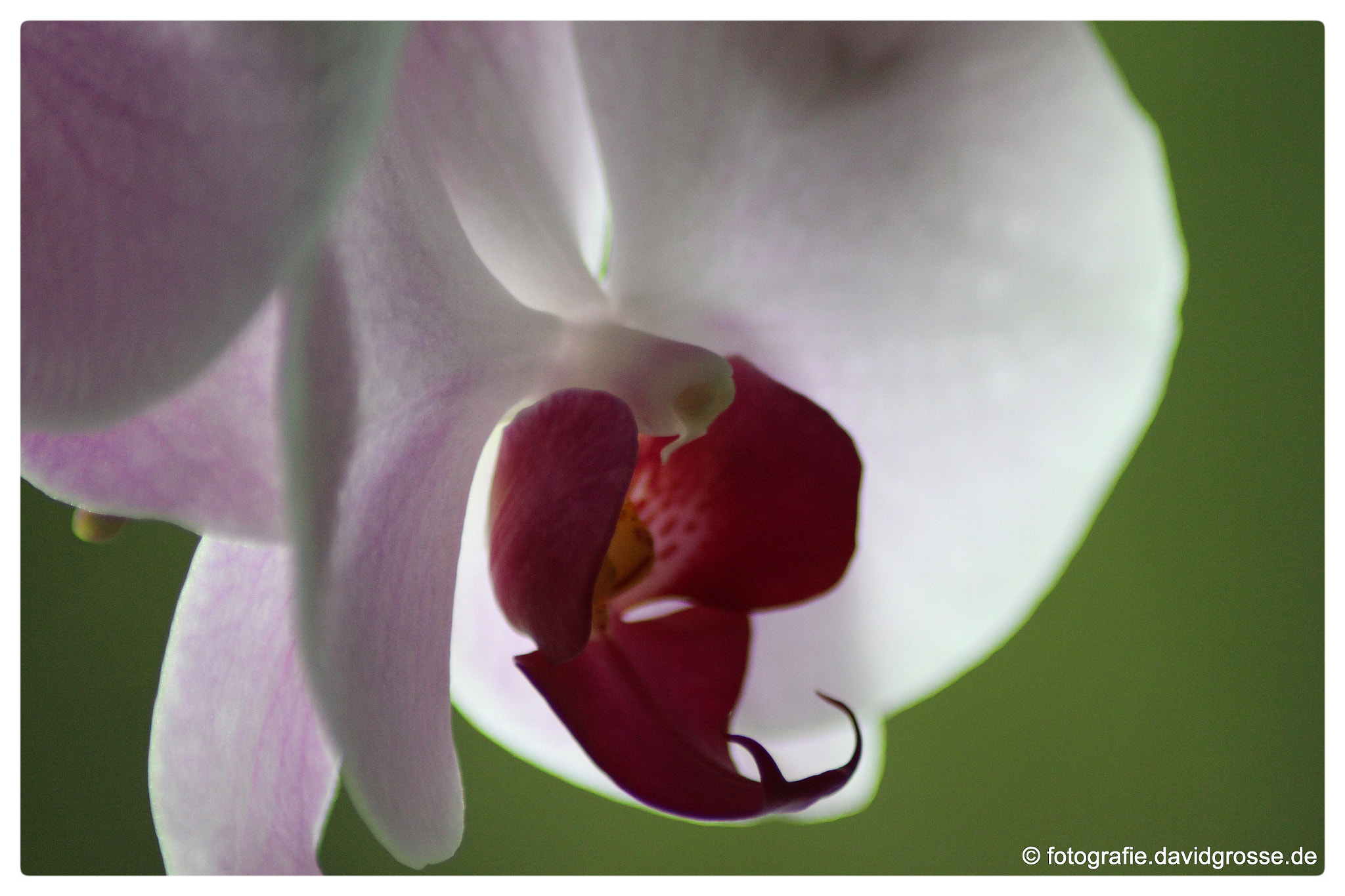 Canon EOS 700D (EOS Rebel T5i / EOS Kiss X7i) + Canon 70-300mm sample photo. Orchid flower one photography