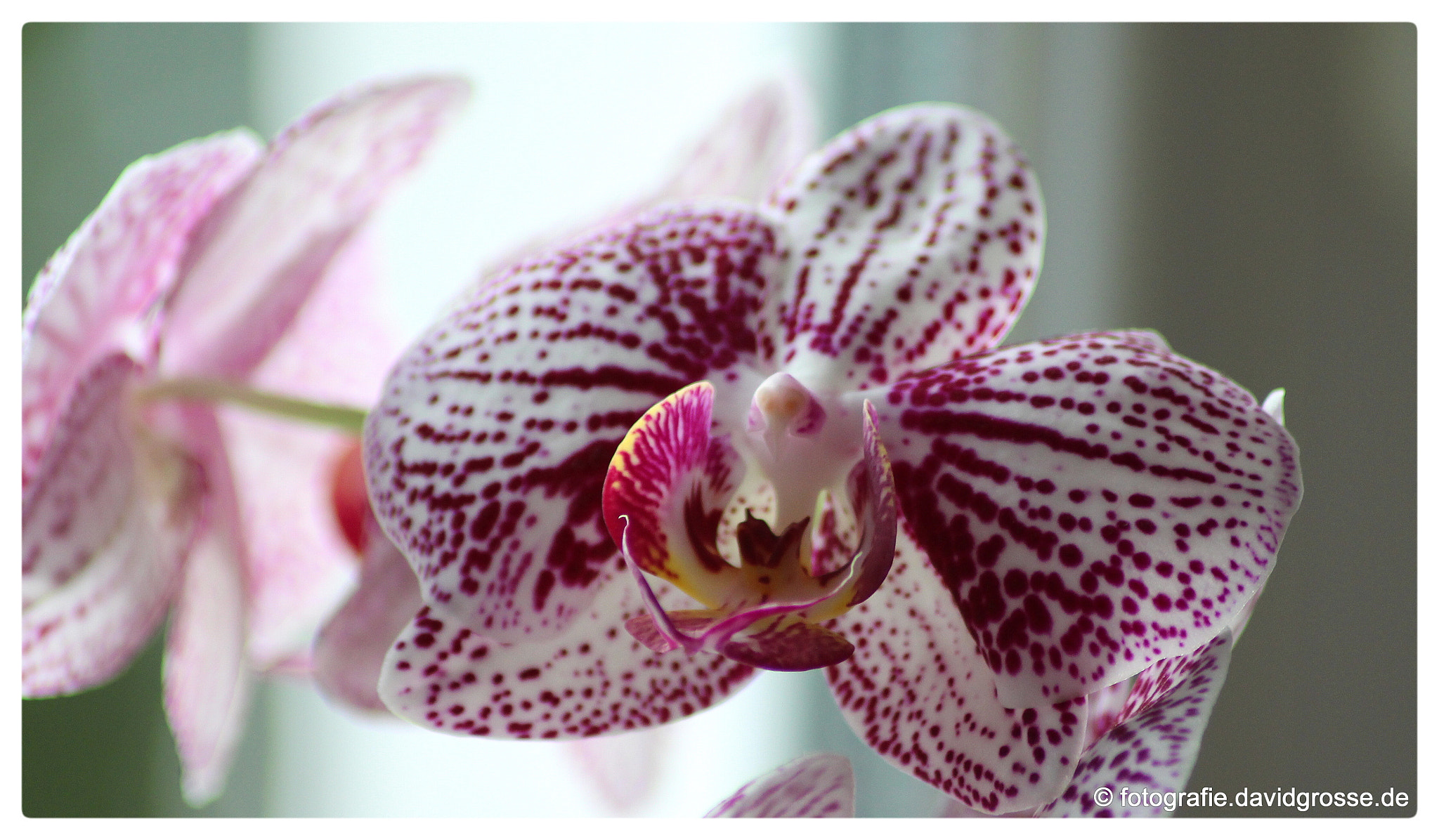 Canon EOS 700D (EOS Rebel T5i / EOS Kiss X7i) + Canon 70-300mm sample photo. Orchid flower two photography