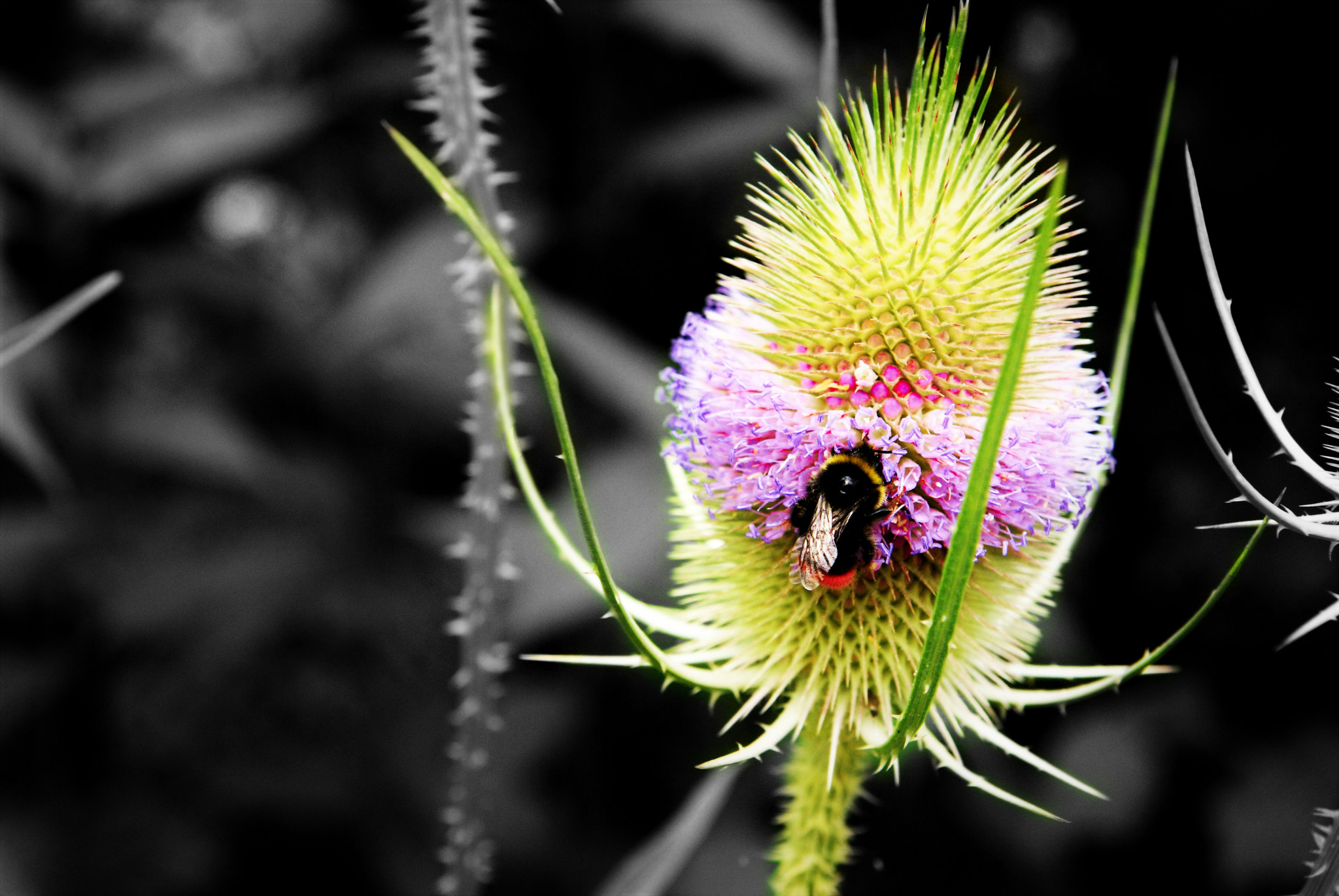 Sony Alpha DSLR-A300 sample photo. Bee_colored_2 photography