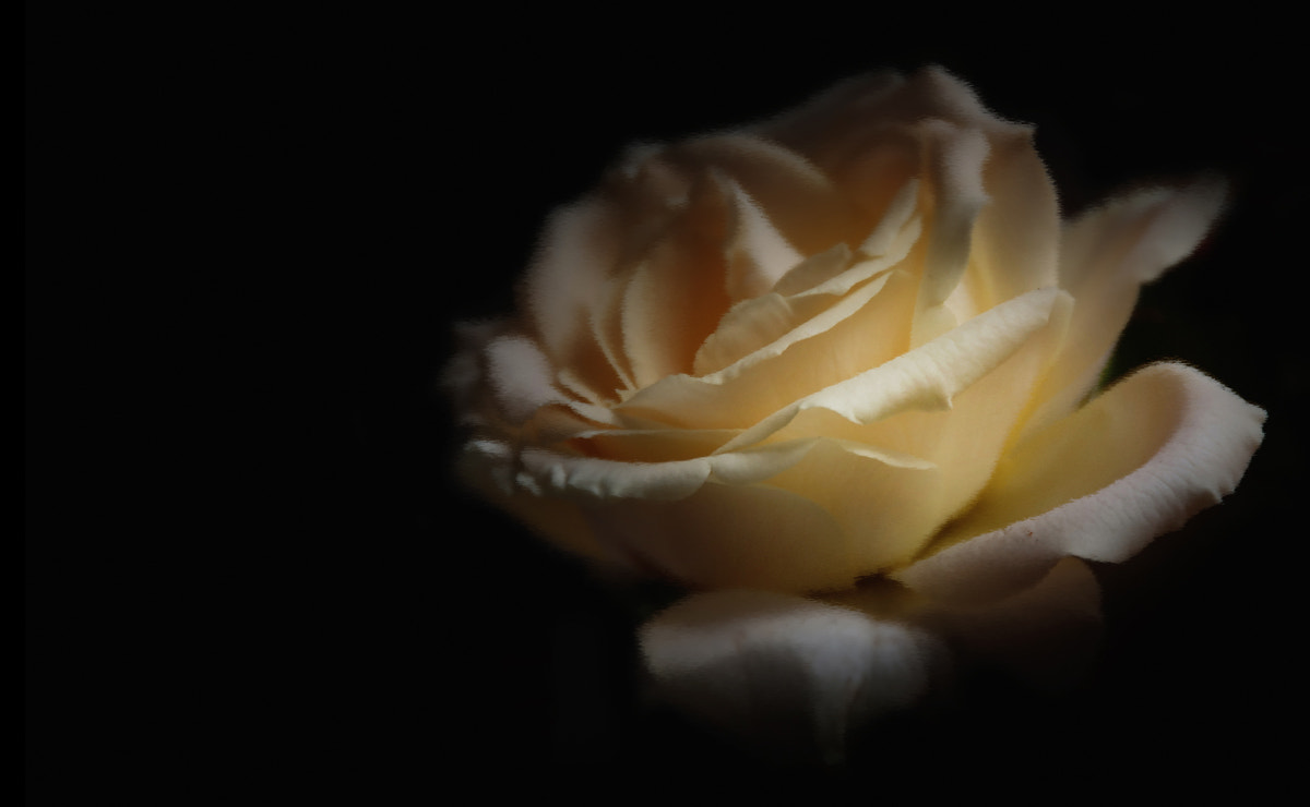 Pentax K-7 sample photo. . photography
