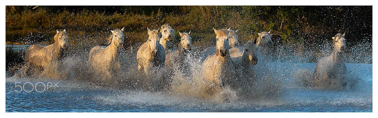 Nikon D200 + Nikon AF-S Nikkor 70-200mm F2.8G ED VR sample photo. Camargue horses in the marsh photography
