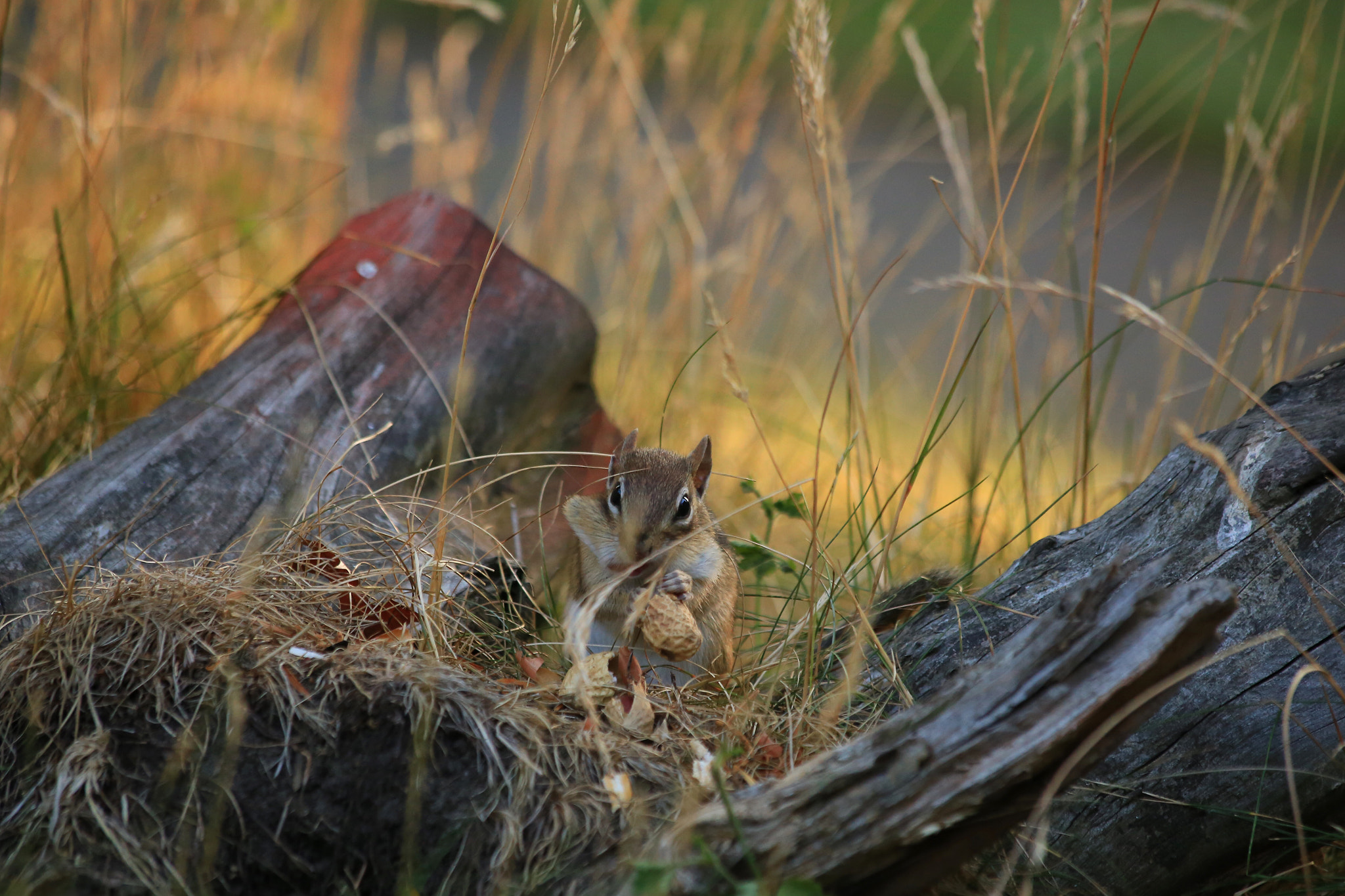 Canon EF 70-300mm F4-5.6 IS USM sample photo. Untitled photography