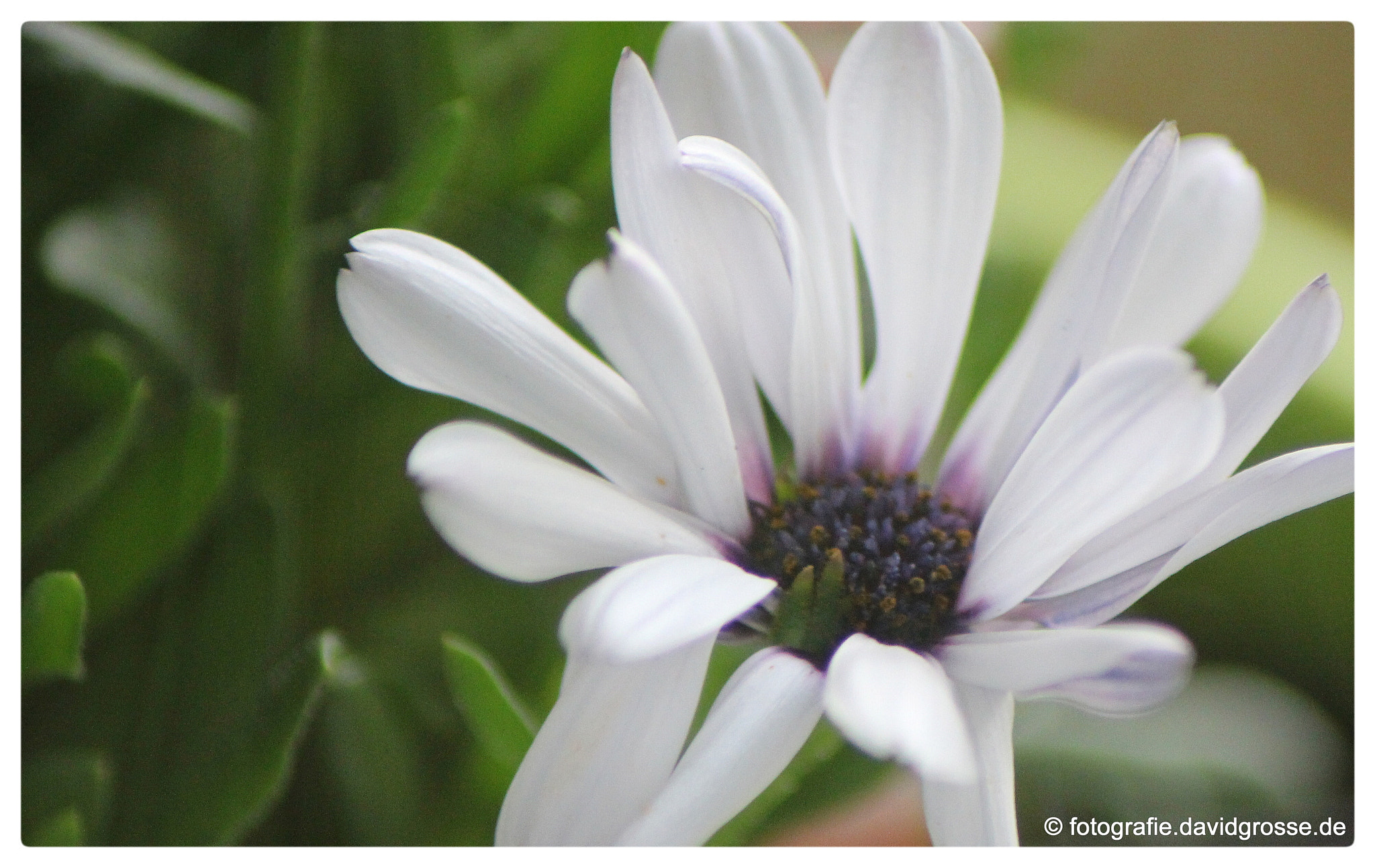 Canon EOS 700D (EOS Rebel T5i / EOS Kiss X7i) + Canon 70-300mm sample photo. White flower photography