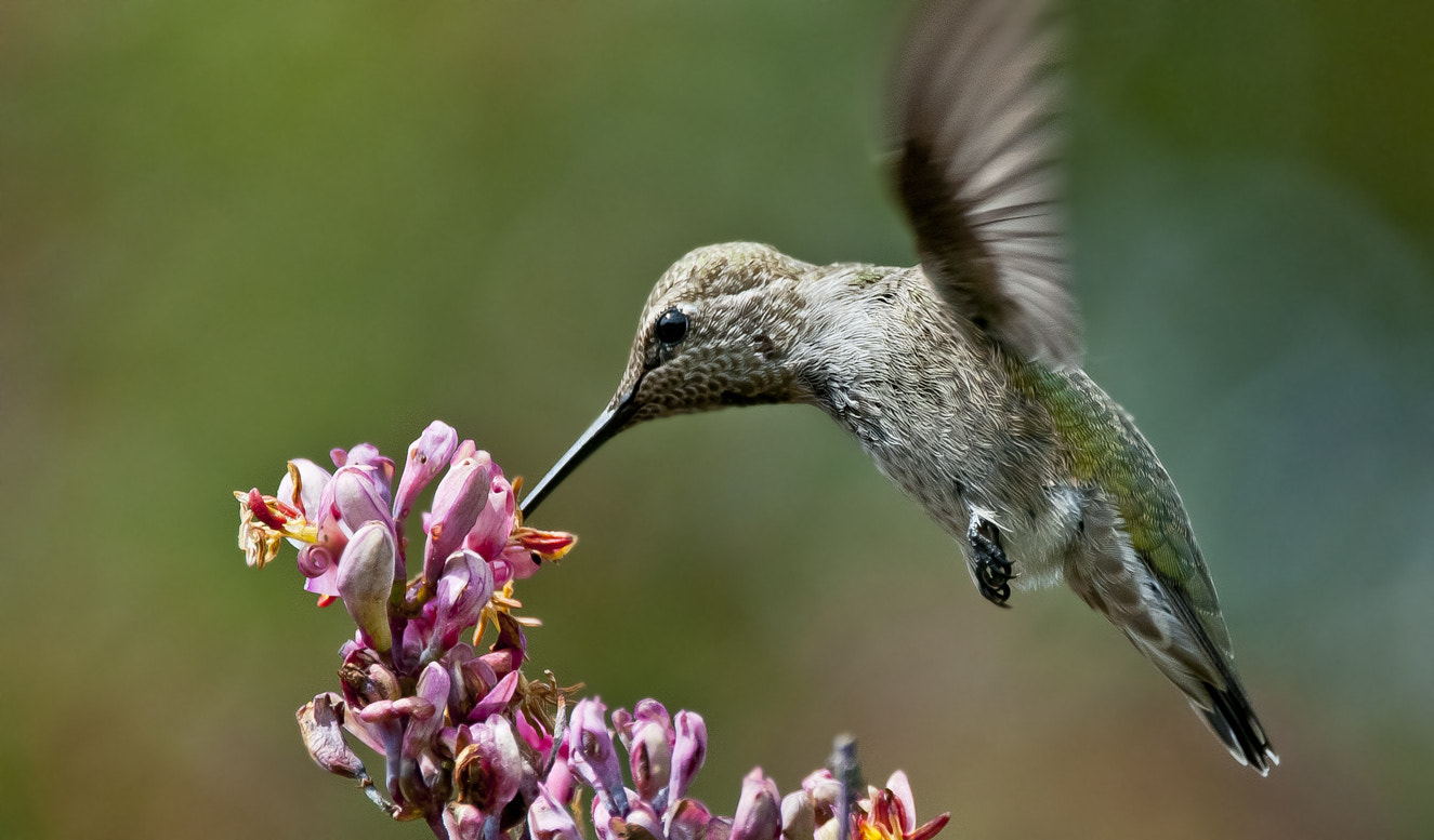 Sigma 150-600mm F5-6.3 DG OS HSM | C sample photo. Young anna's hummingbird photography