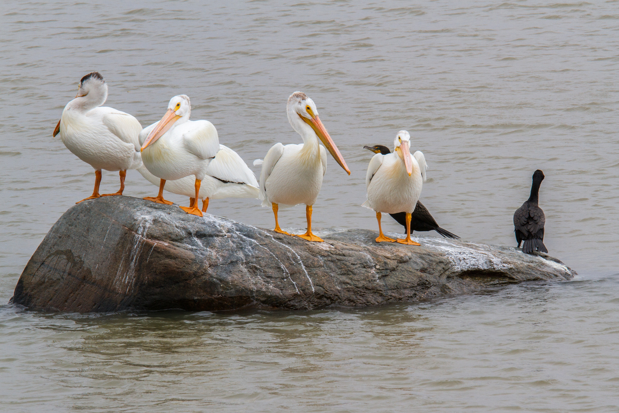 Canon EF 70-200mm F4L IS USM sample photo. Pelicans and cormorants keep watch photography