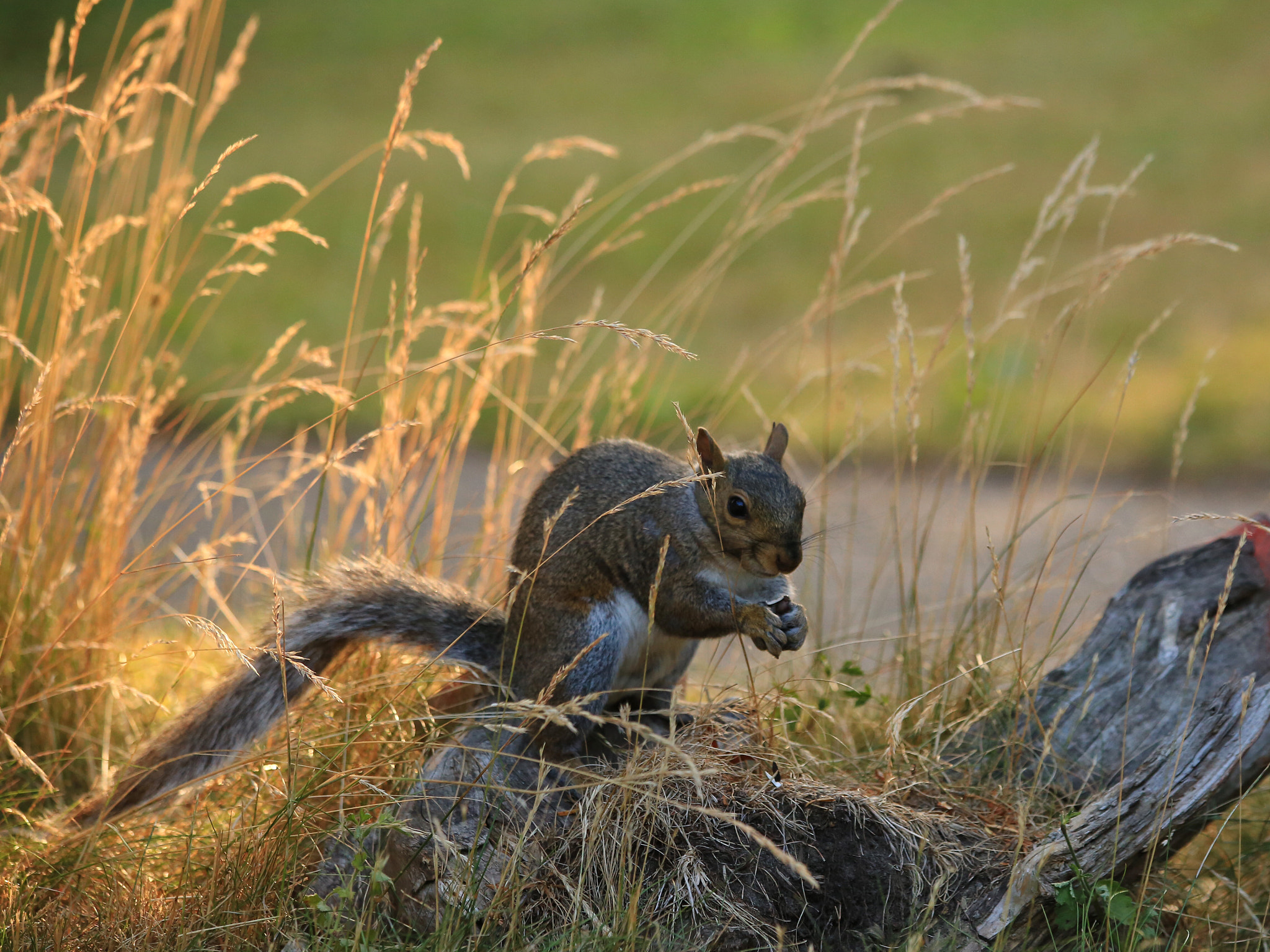 Canon EF 70-300mm F4-5.6 IS USM sample photo