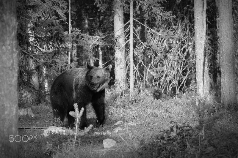 Nikon D5100 + Tamron SP 150-600mm F5-6.3 Di VC USD sample photo. Bw-photo from kuusamo. (ursus arctos) brown bear photography