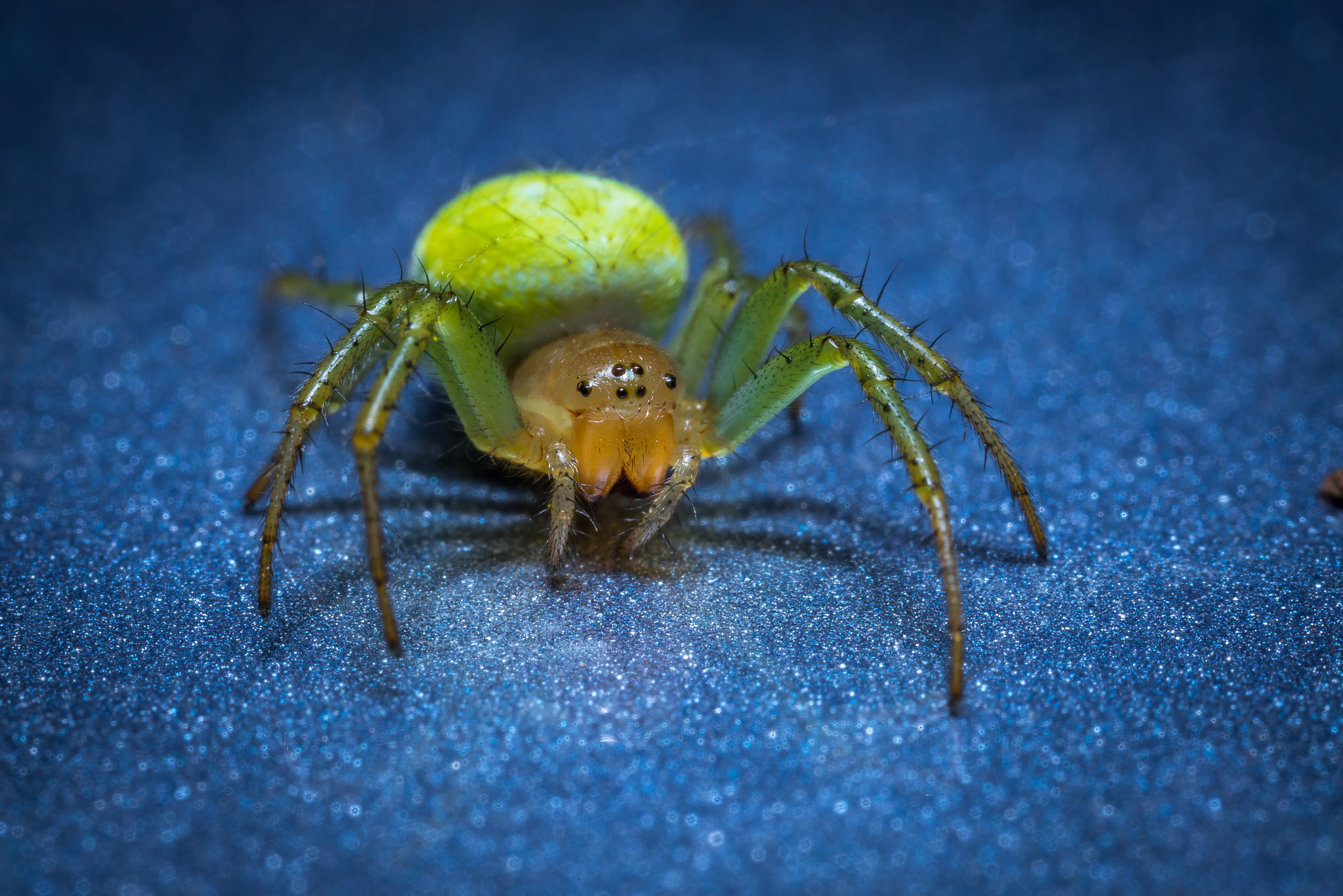 Canon MP-E 65mm F2.5 1-5x Macro Photo sample photo. In the spotlight photography