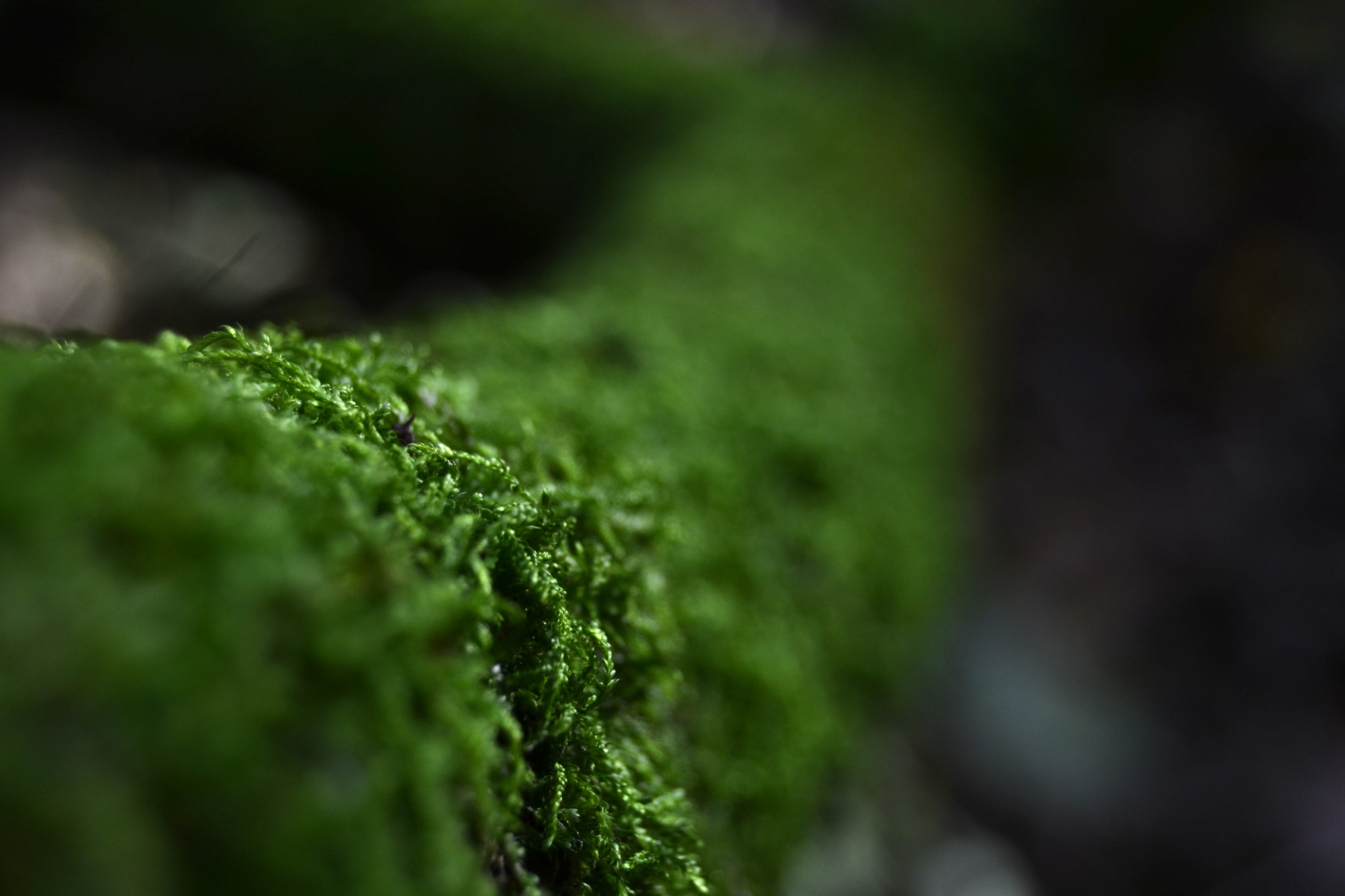 Nikon D3100 sample photo. Depth photography
