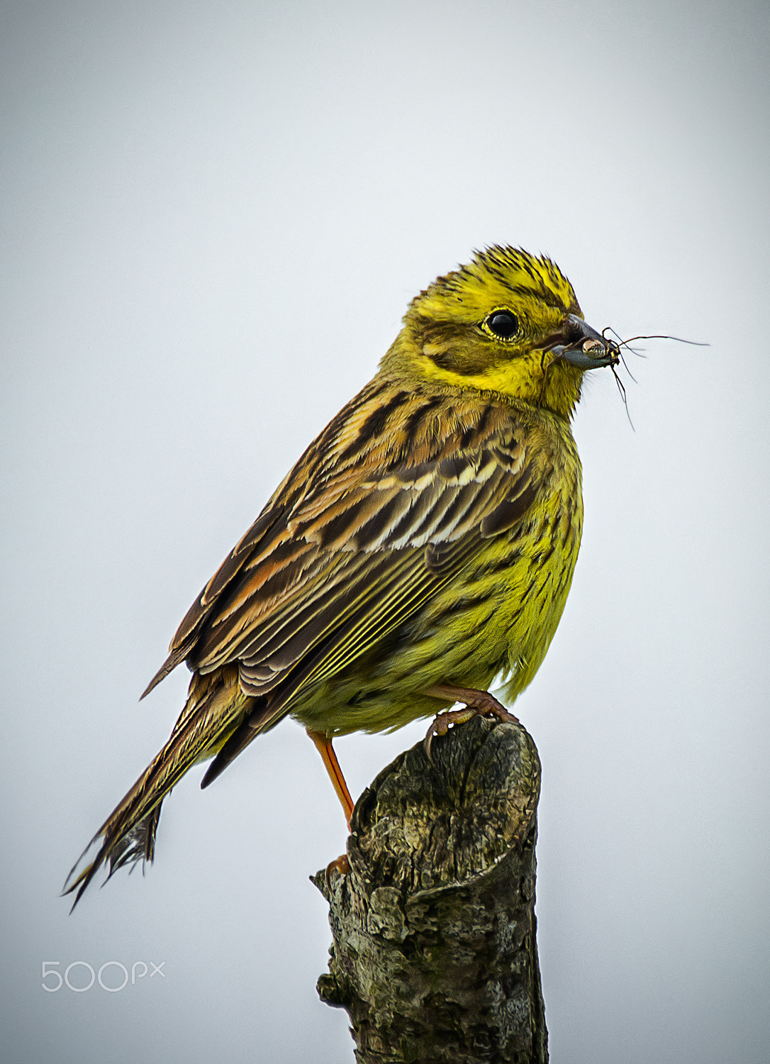 Sigma 150-600mm F5-6.3 DG OS HSM | C sample photo. Yellow hammer photography