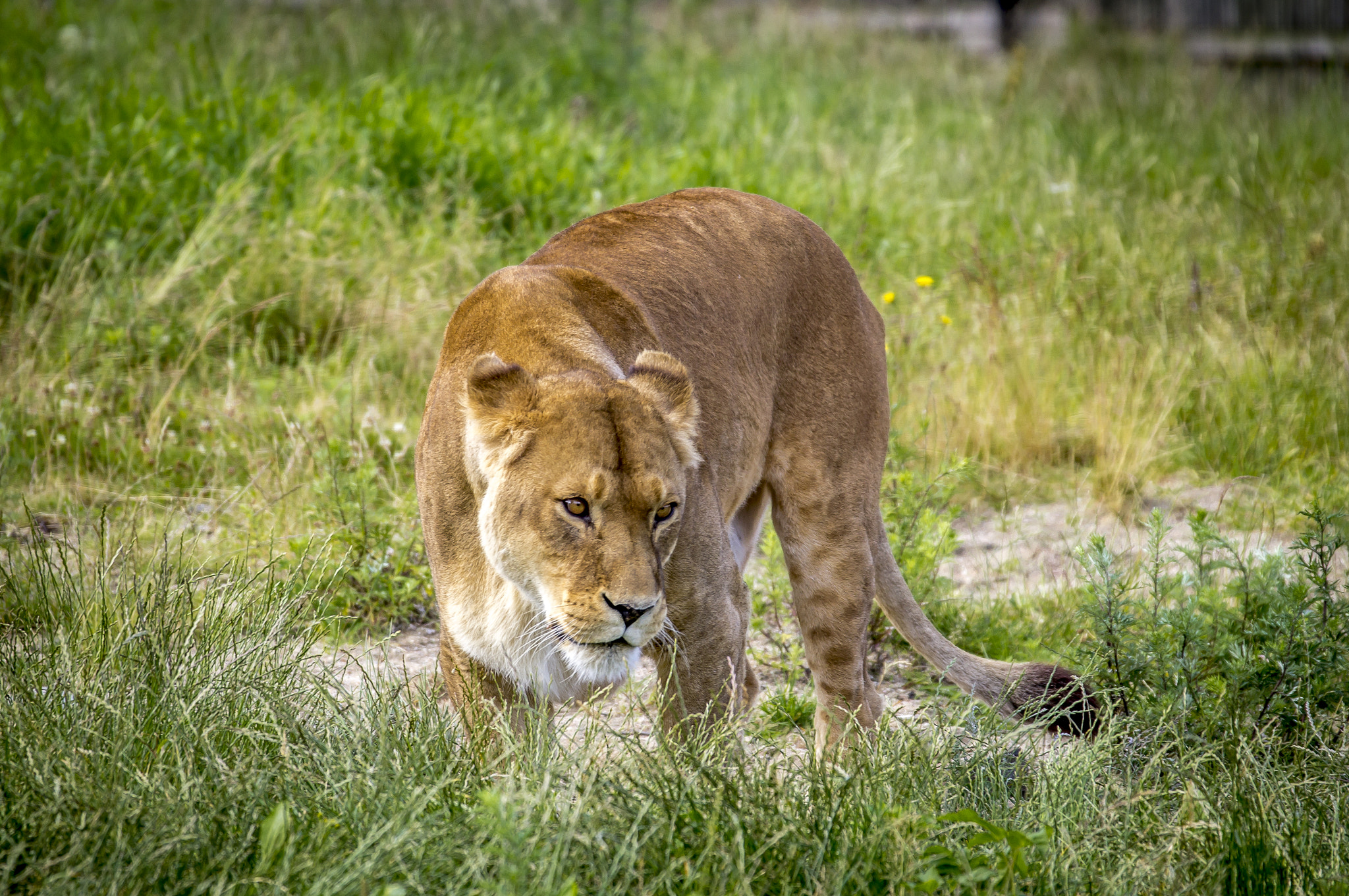 Sony SLT-A35 sample photo. Almost wild photography