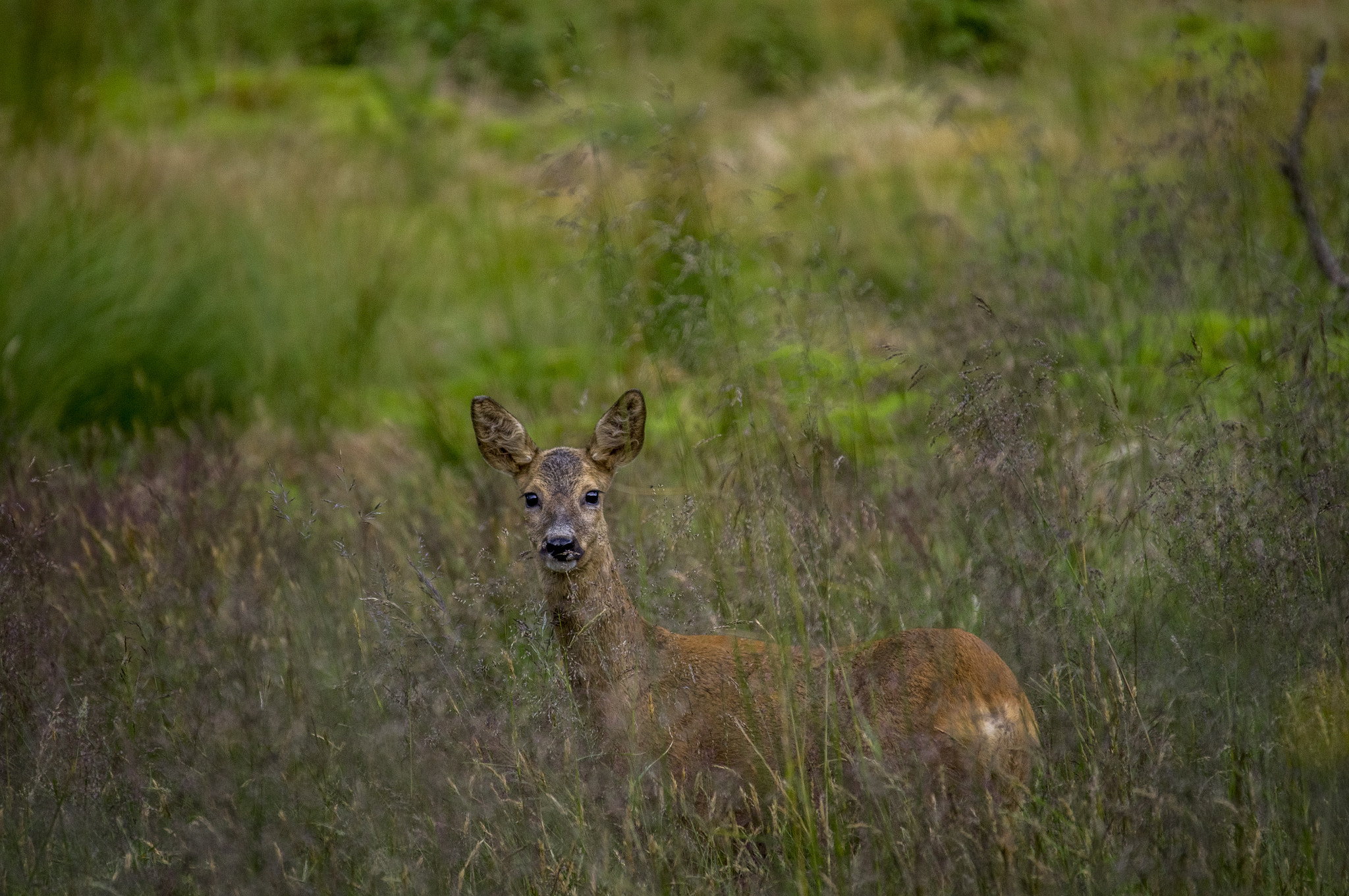 Sony SLT-A35 sample photo. Roe deer crossing photography