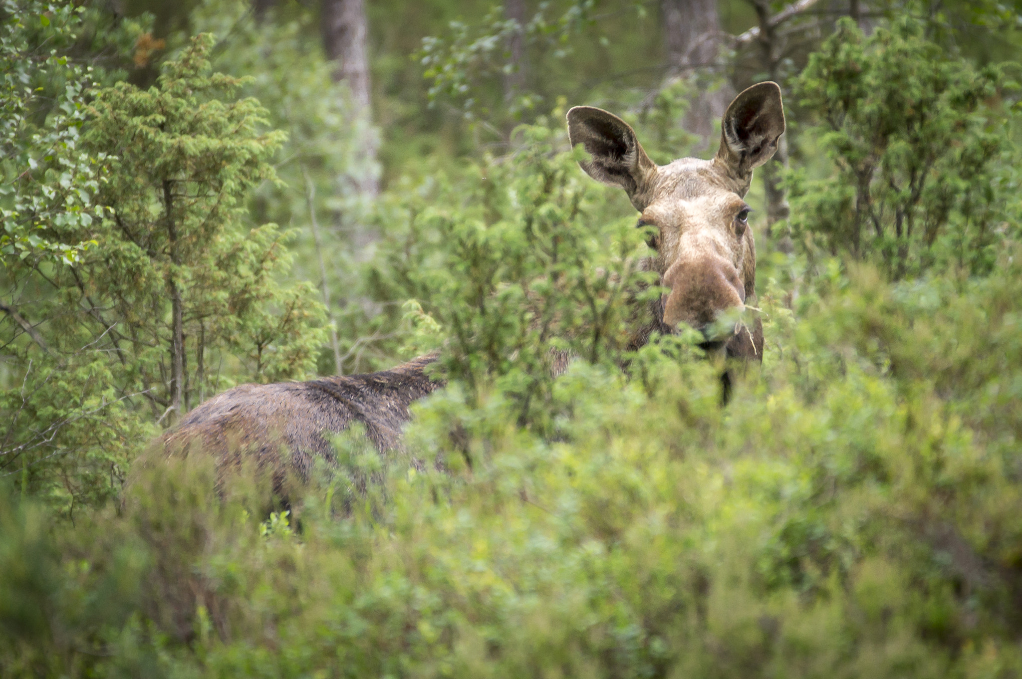 Sony SLT-A35 + Sony 70-300mm F4.5-5.6 G SSM sample photo. Elk in norway photography