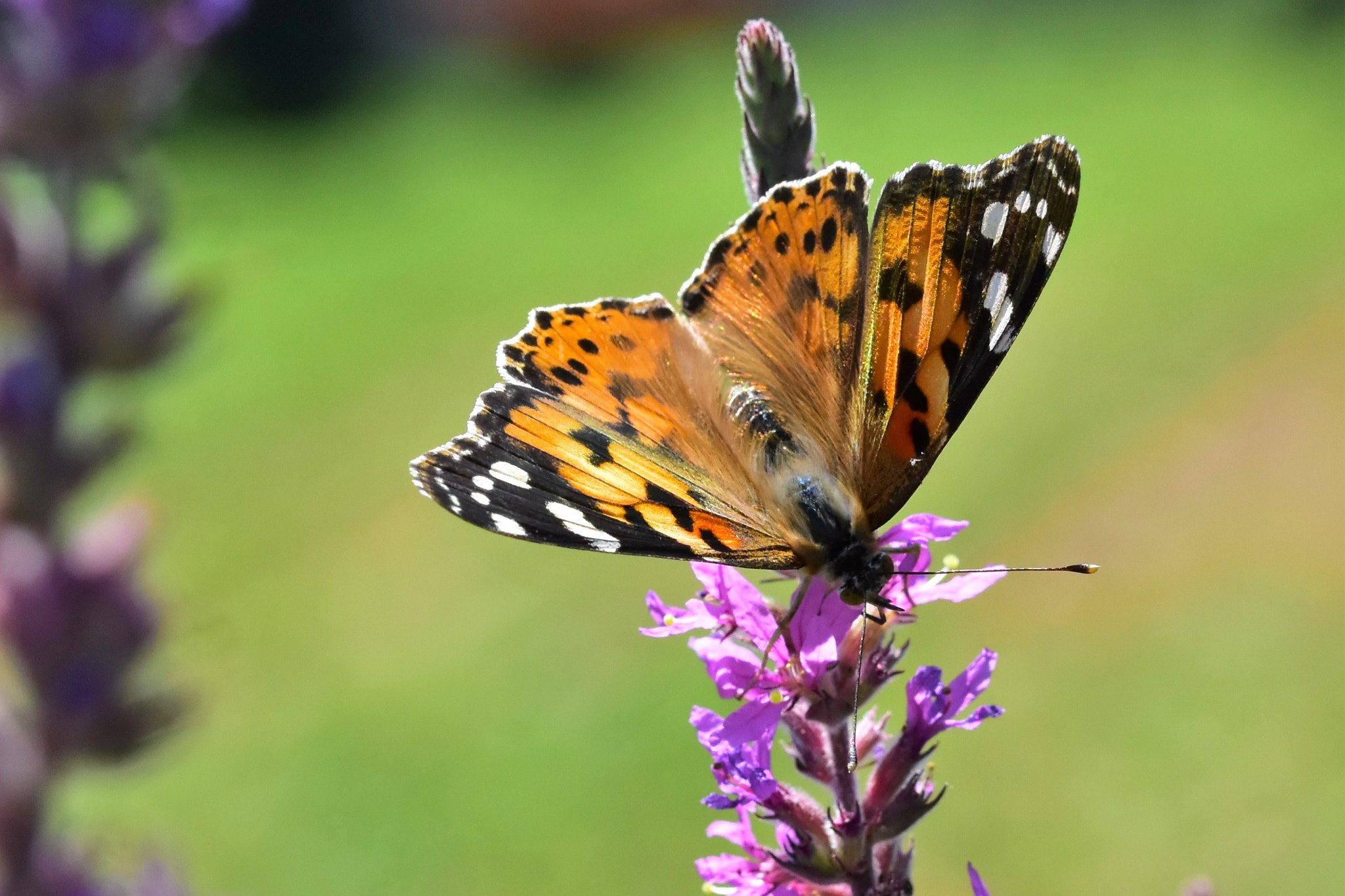 Sigma 105mm F2.8 EX DG OS HSM sample photo. Painted lady photography