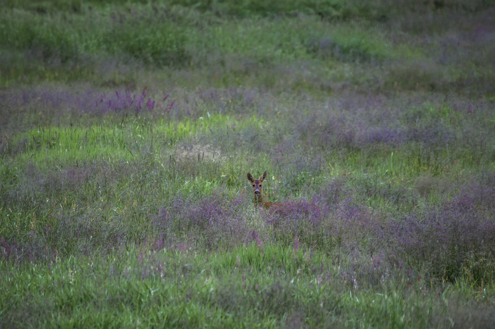 Sony SLT-A35 + Sony 70-300mm F4.5-5.6 G SSM sample photo. Roe deer in the fields photography