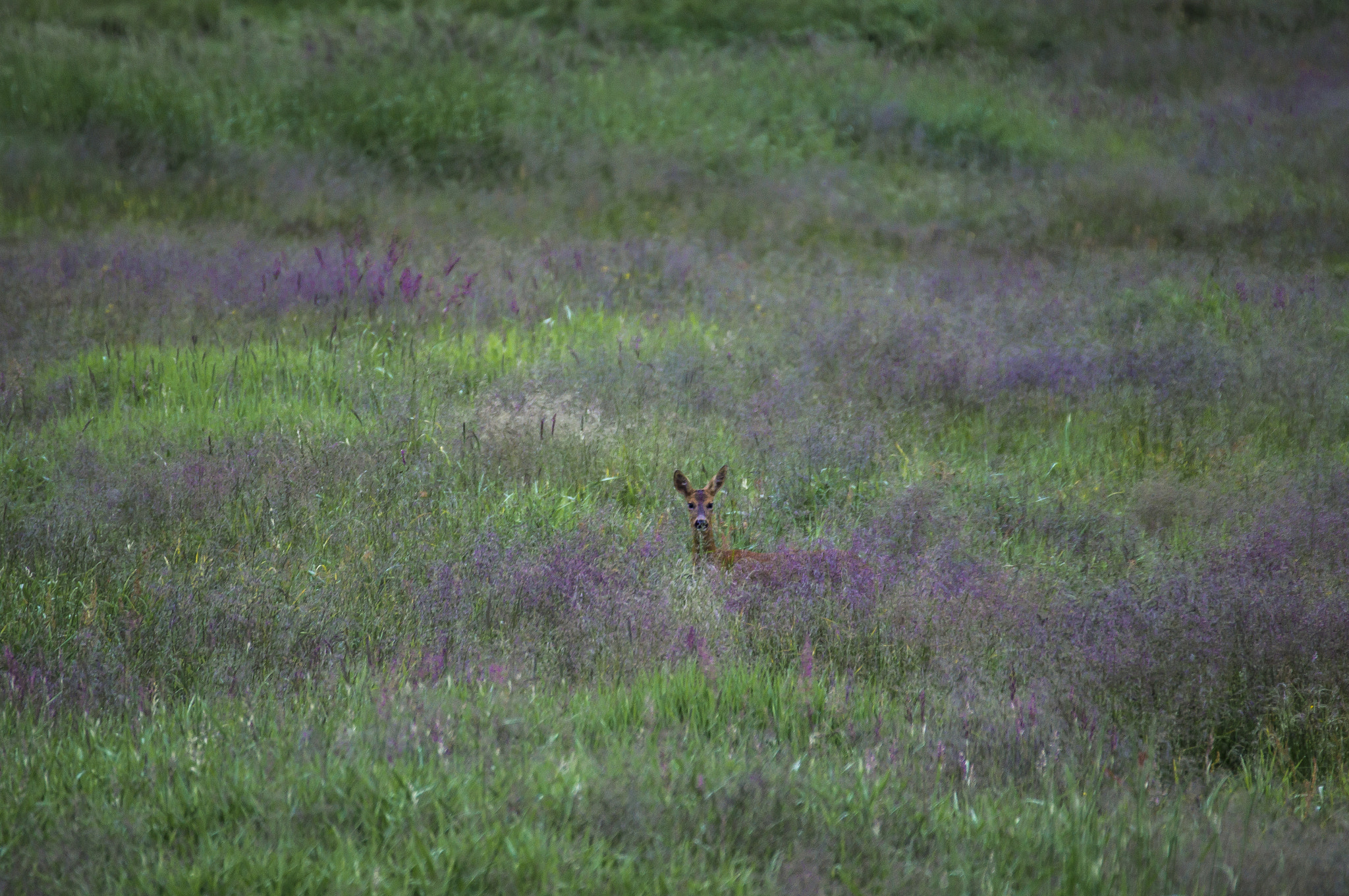 Sony SLT-A35 sample photo. Roe deer in the fields photography