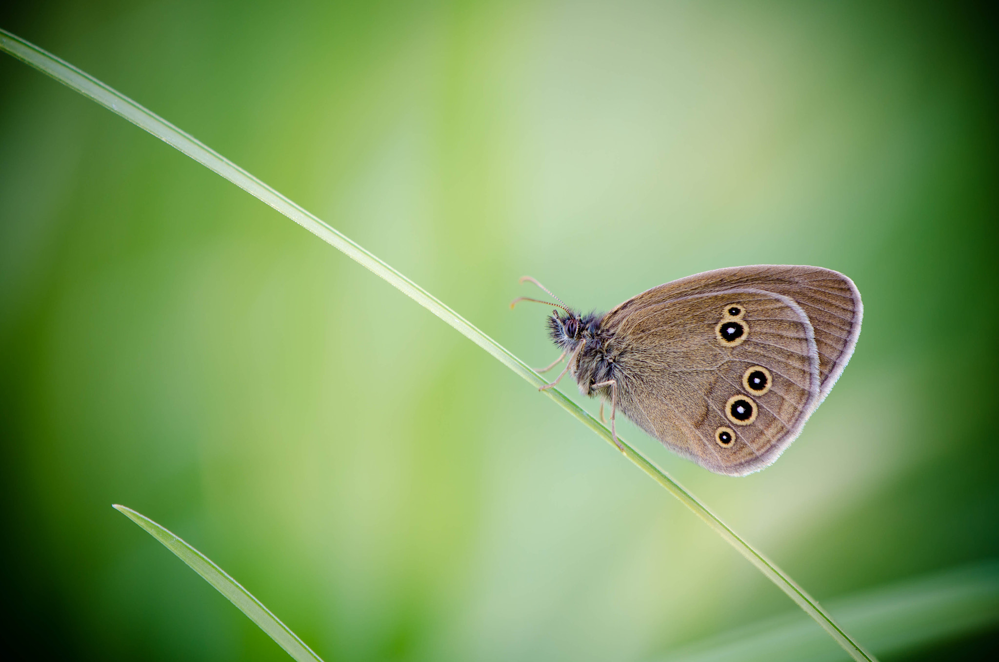 Nikon AF-S DX Micro-Nikkor 85mm F3.5G ED VR sample photo. Butterfly photography
