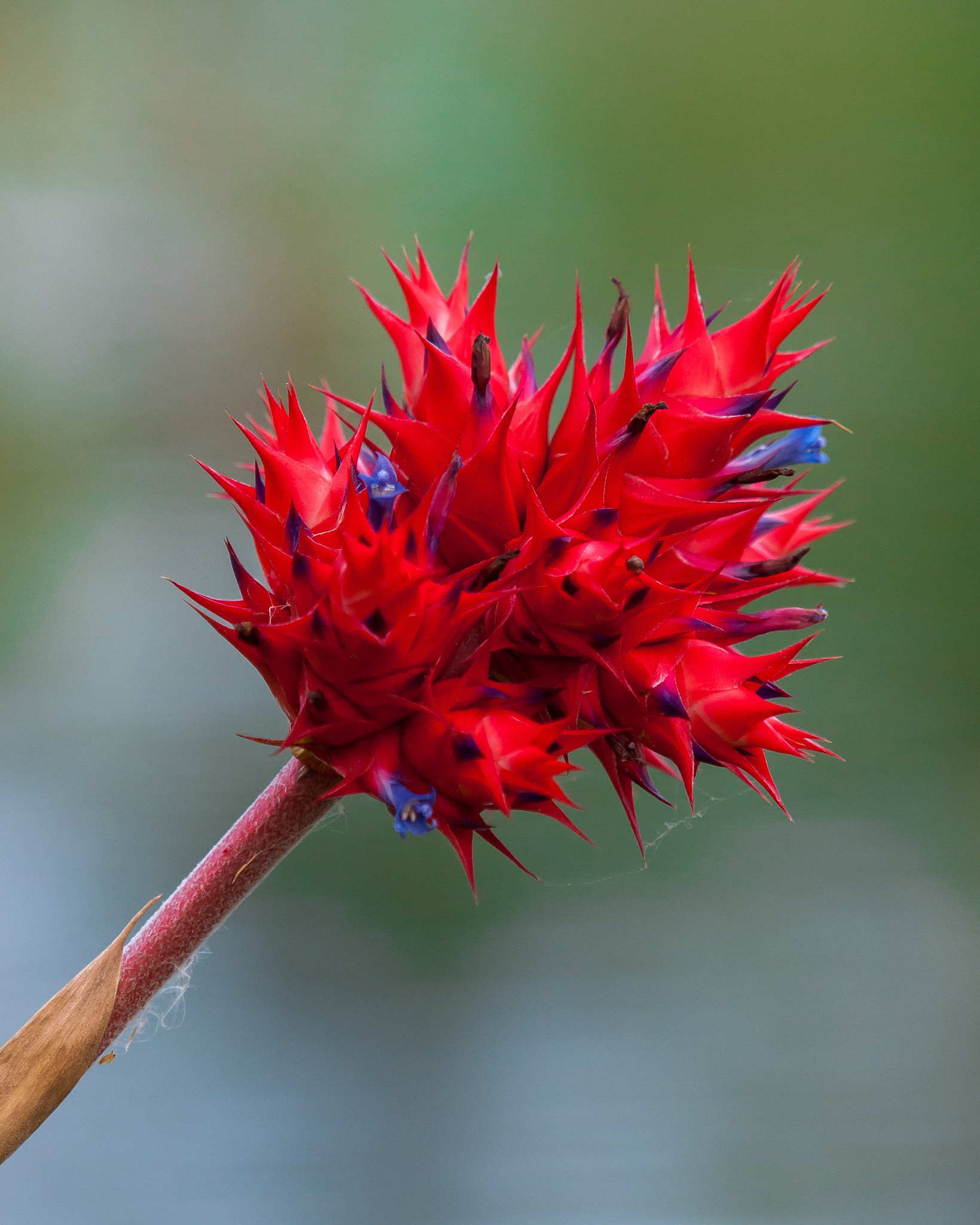Olympus E-620 (EVOLT E-620) sample photo. Bromeliad (hohenbergia stellata) photography