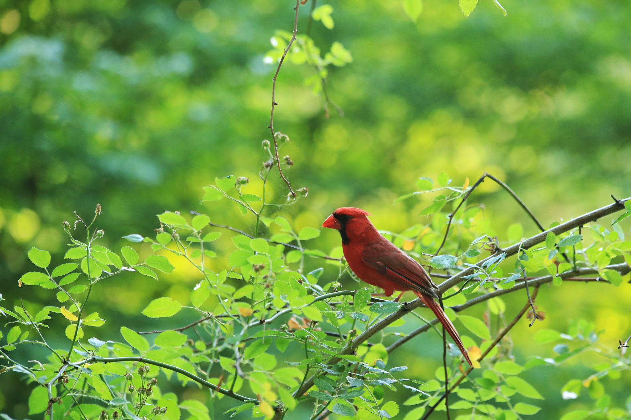 Canon EF 70-300mm F4-5.6 IS USM sample photo