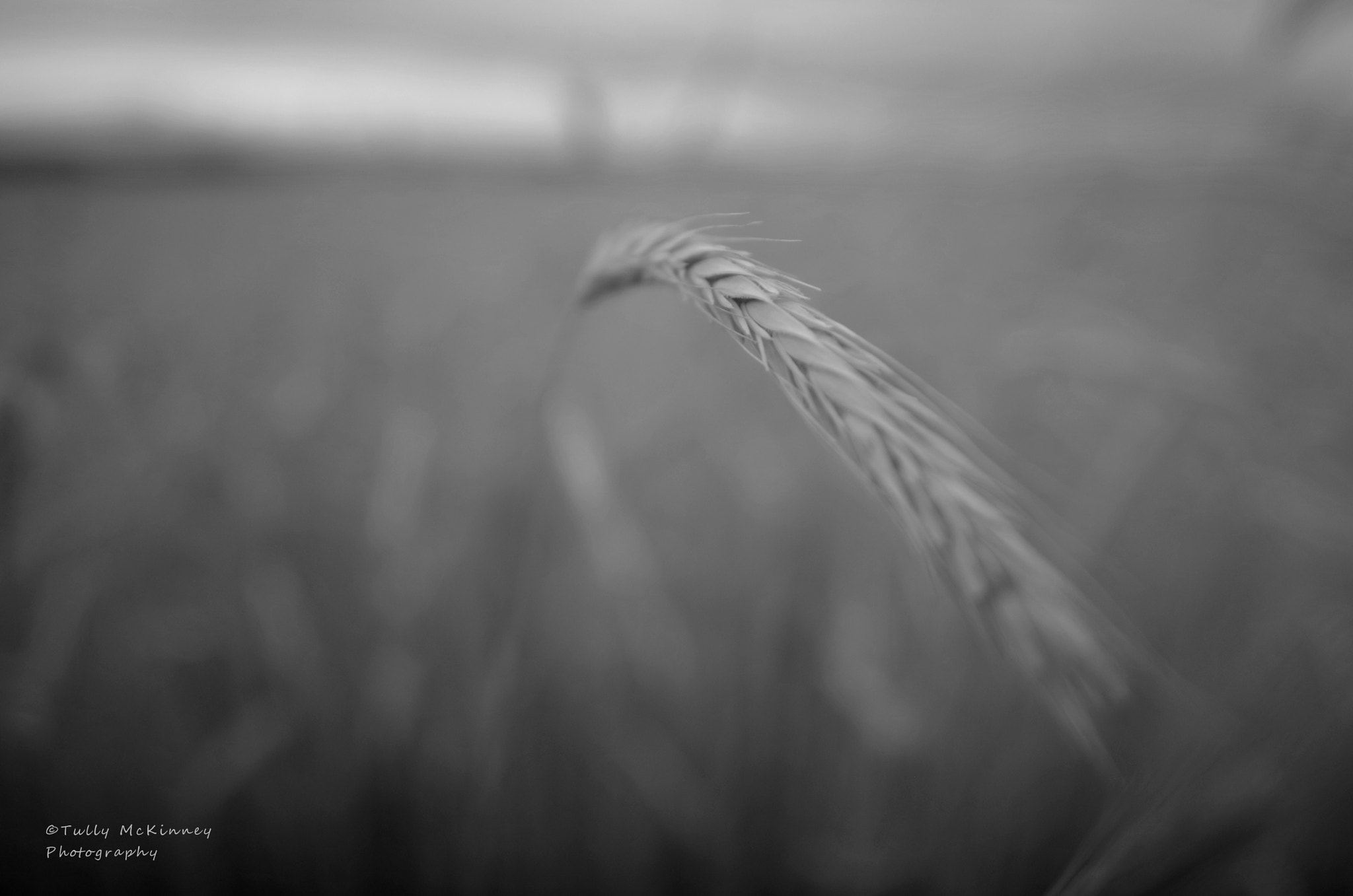 Pentax K-50 + A Series Lens sample photo. Field. photography