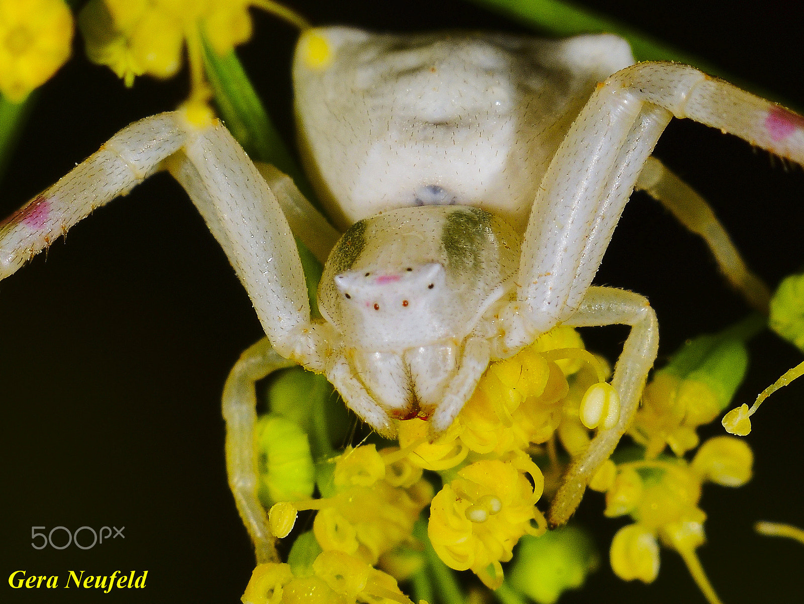 Nikon D7000 + Sigma 150mm F2.8 EX DG Macro HSM sample photo. Ready to pounce photography