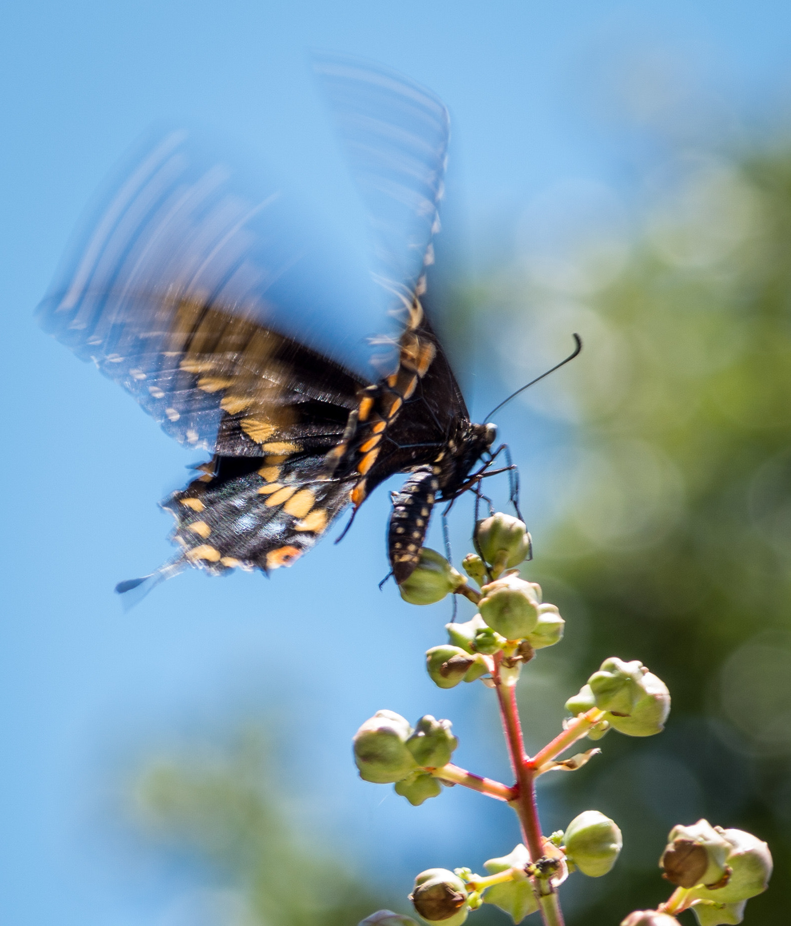 Pentax K-30 + Pentax smc D-FA 100mm F2.8 Macro WR sample photo. Ah, to just fly away... photography