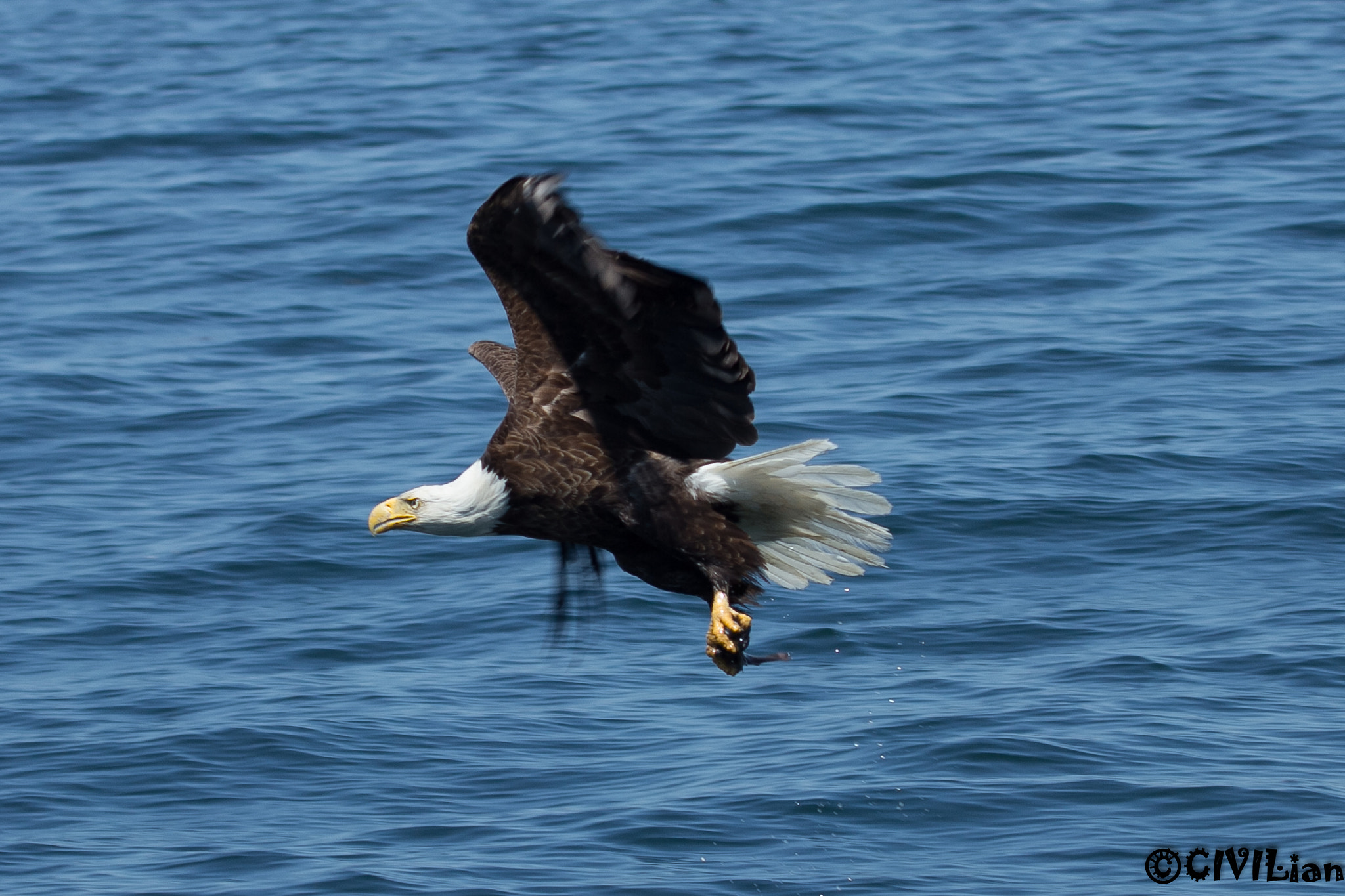 Canon EF 100-400mm F4.5-5.6L IS USM sample photo. Bald eagle at acadia national park -2 photography