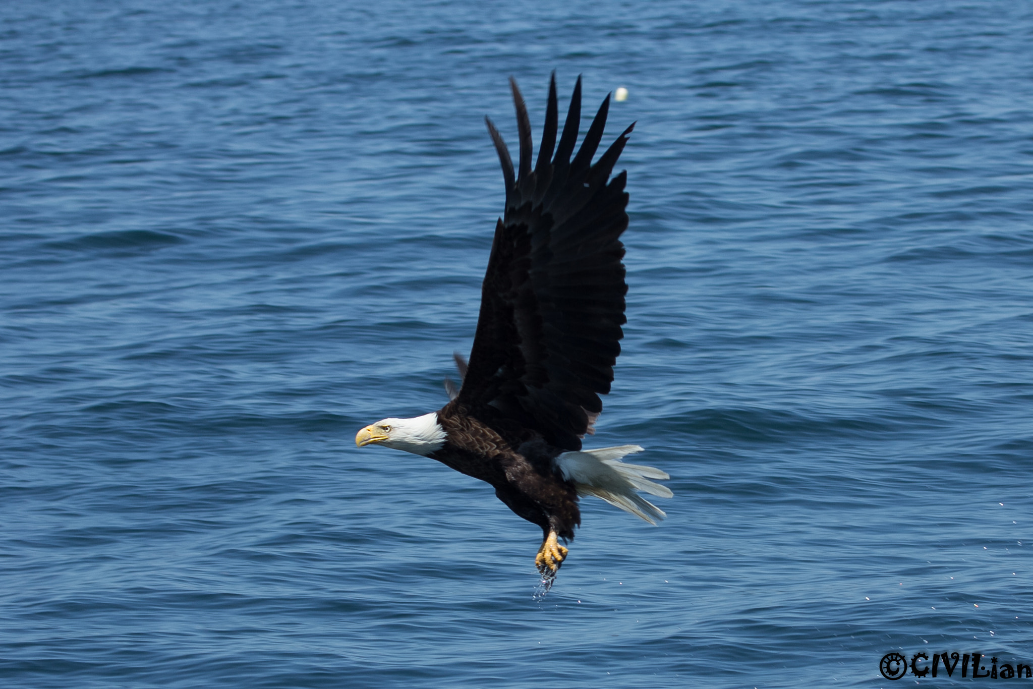 Canon EOS 60D + Canon EF 100-400mm F4.5-5.6L IS USM sample photo. Bald eagle at acadia national park photography