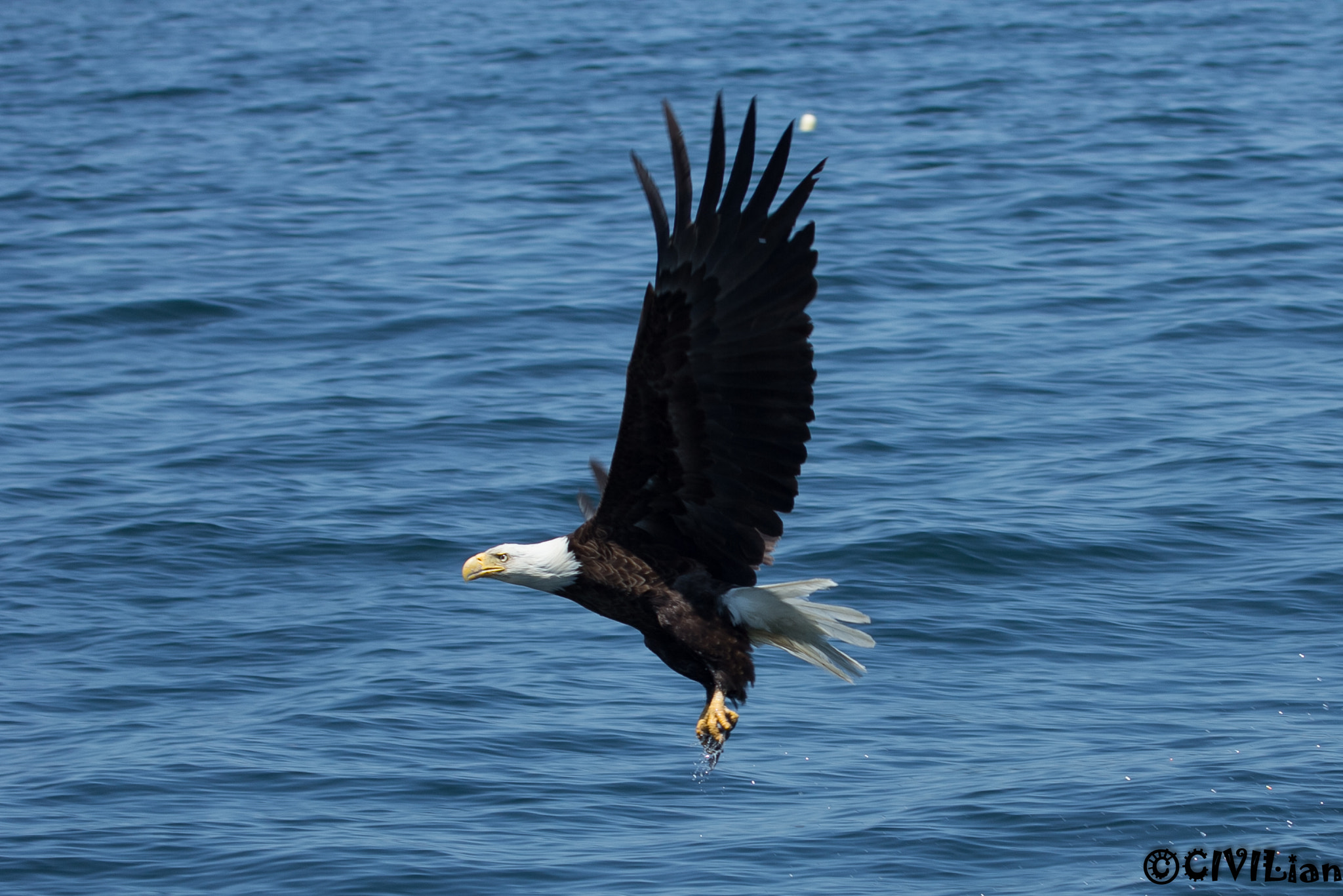Canon EF 100-400mm F4.5-5.6L IS USM sample photo. Bald eagle at acadia national park photography