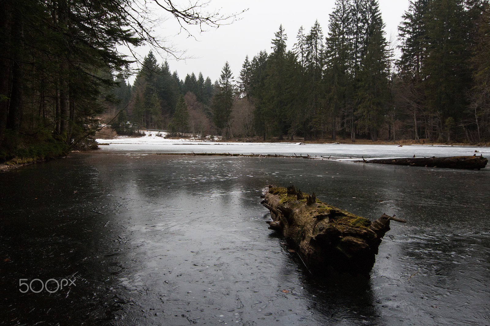 Canon EOS 700D (EOS Rebel T5i / EOS Kiss X7i) + Canon EF 11-24mm F4L USM sample photo. Frozen tree photography