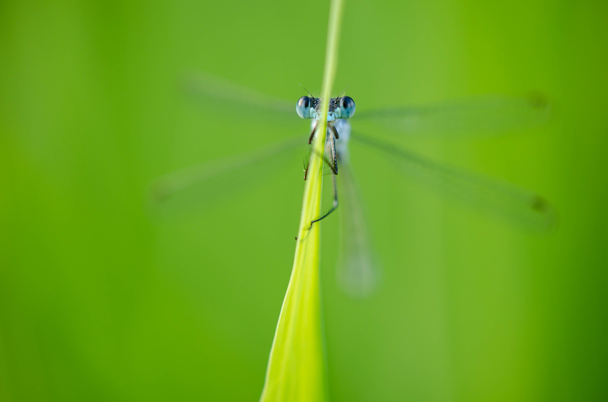 Nikon AF-S DX Micro-Nikkor 85mm F3.5G ED VR sample photo. Dragonfly photography