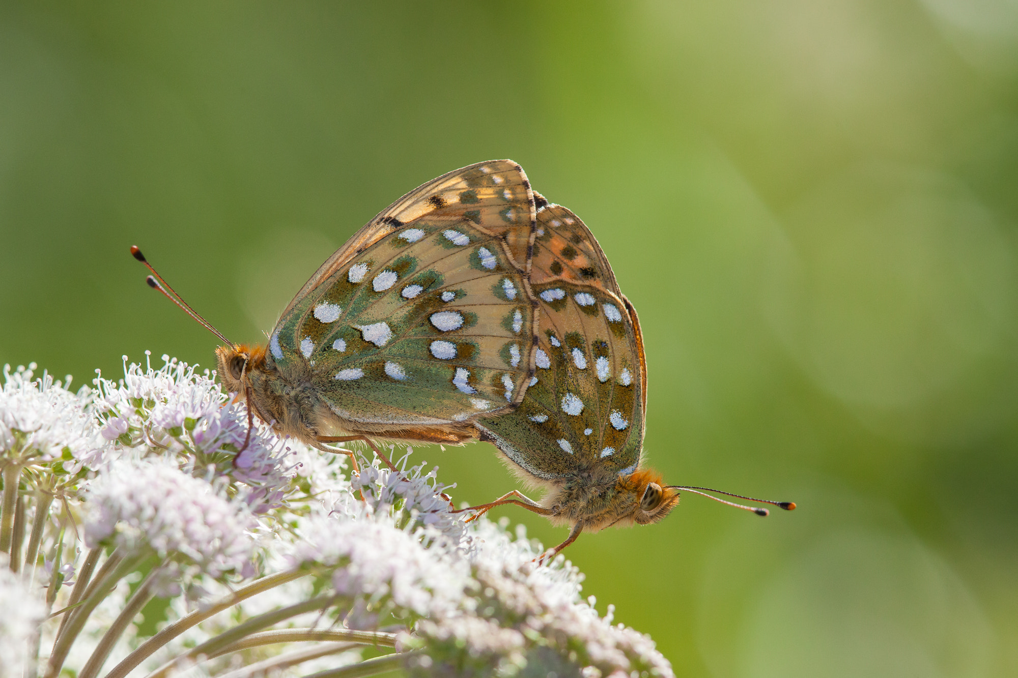 Canon EF 300mm F4L IS USM sample photo. Dark green fritillary, argynnis aglaja photography
