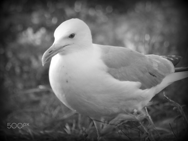 Nikon D40 + Sigma 70-300mm F4-5.6 APO Macro Super II sample photo. Bw-photo seagull photography