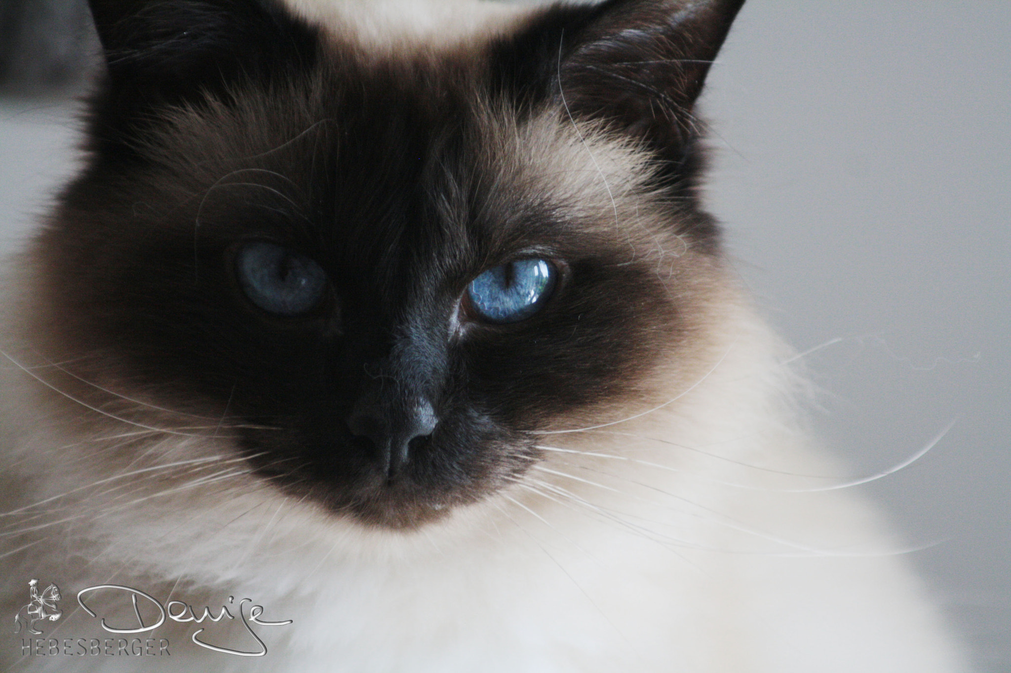 Canon EF 80-200mm F4.5-5.6 II sample photo. Karuso * heiliger birma kater photography