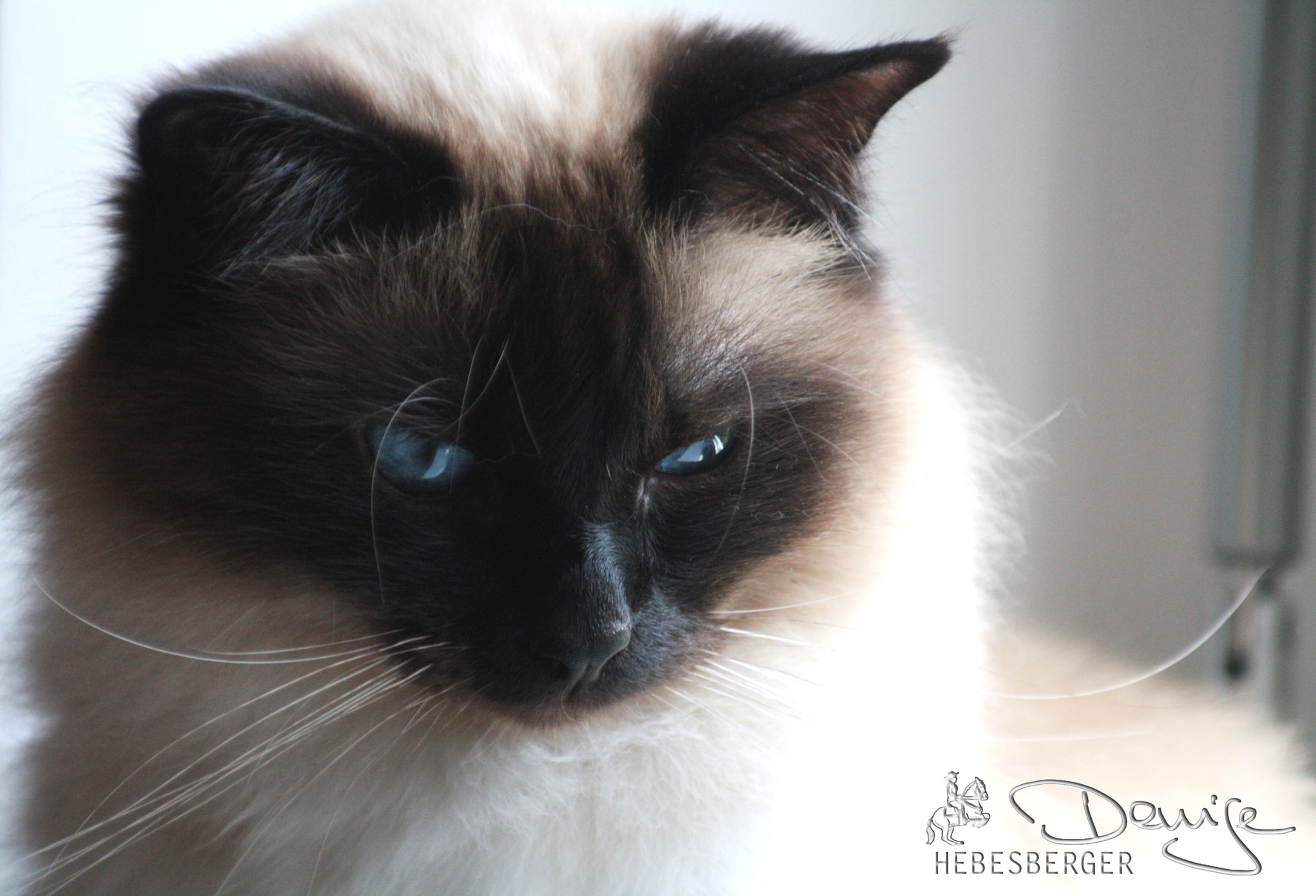 Canon EF 80-200mm F4.5-5.6 II sample photo. Karuso * heiliger birma kater photography