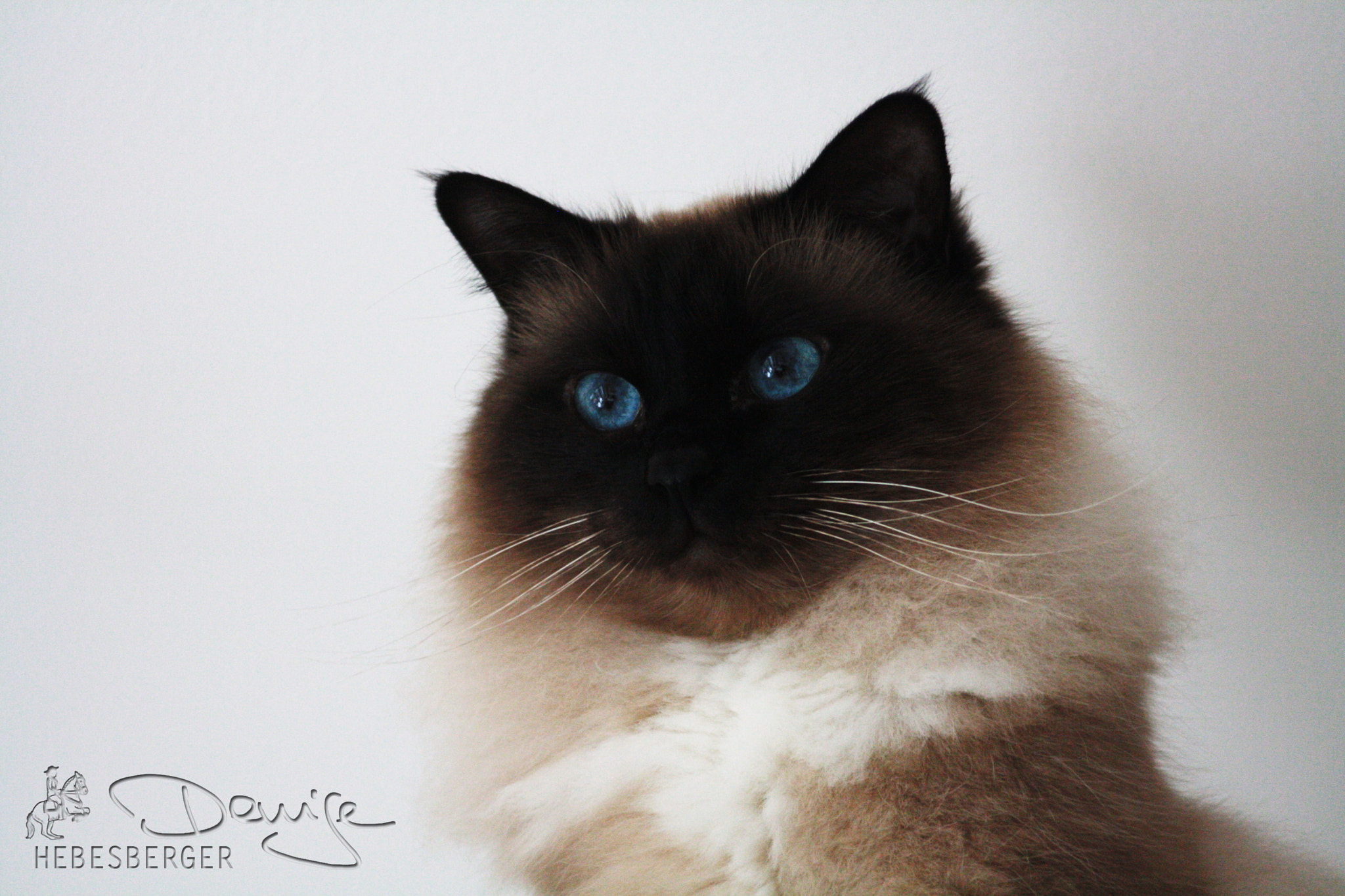 Canon EF 80-200mm F4.5-5.6 II sample photo. Karuso * heiliger birma kater photography
