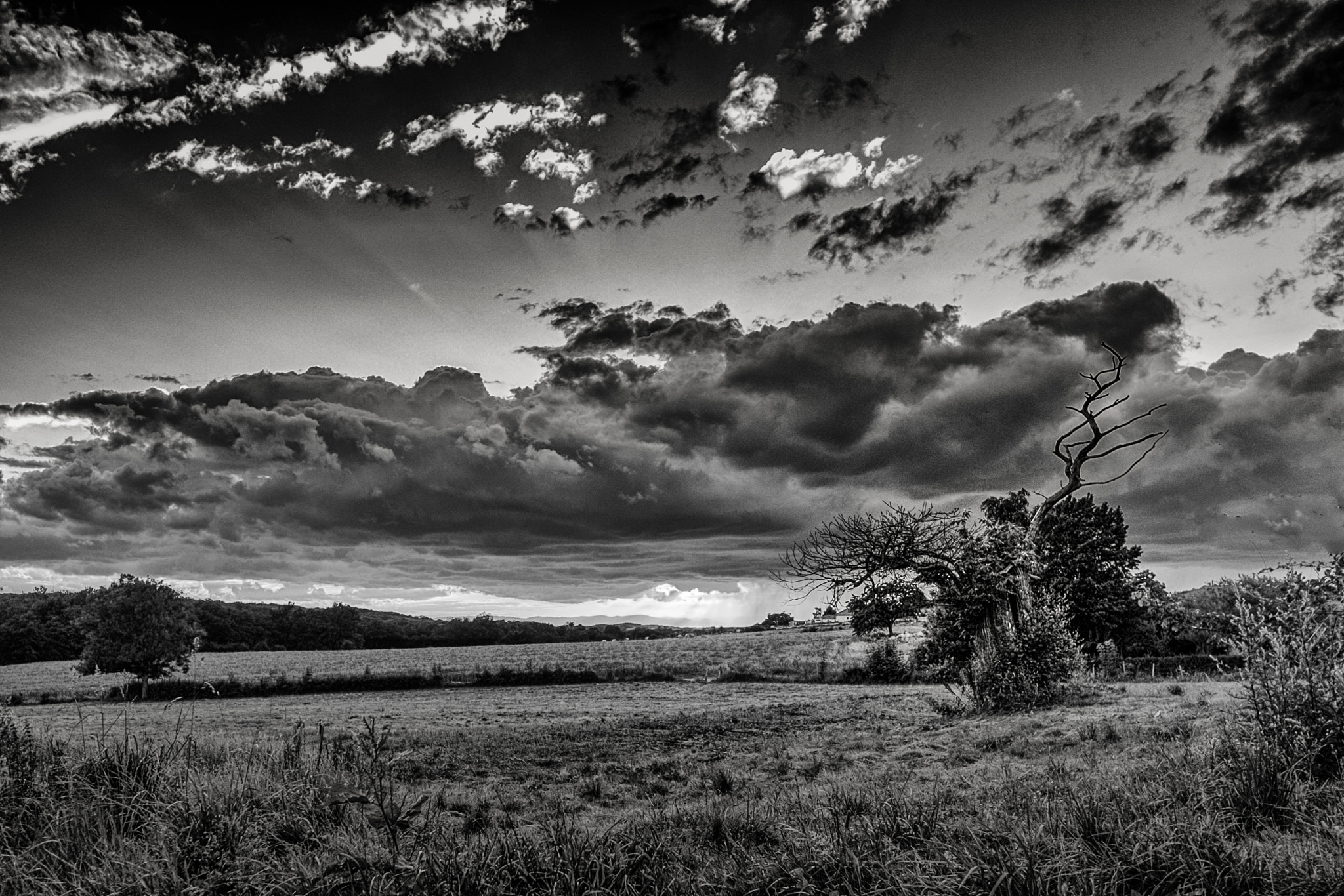 Fujifilm X-T1 + ZEISS Touit 12mm F2.8 sample photo. Dead man's tree photography