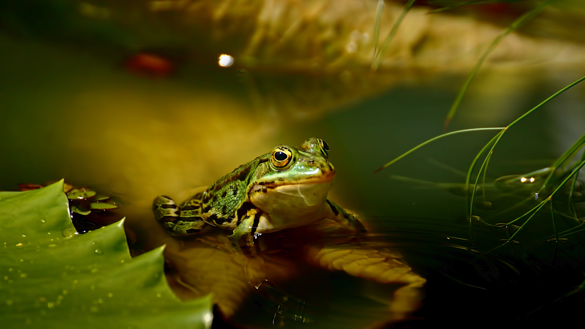 Tamron SP 70-300mm F4-5.6 Di USD sample photo. .....teichfrosch..... photography