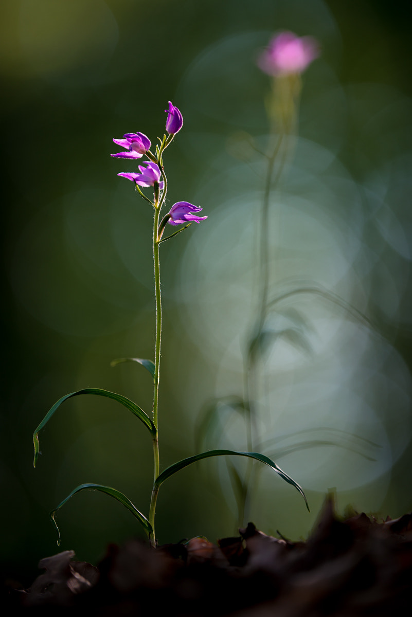 Nikon AF-S Nikkor 200mm F2G ED-IF VR sample photo. - cephalanthera rubra - photography