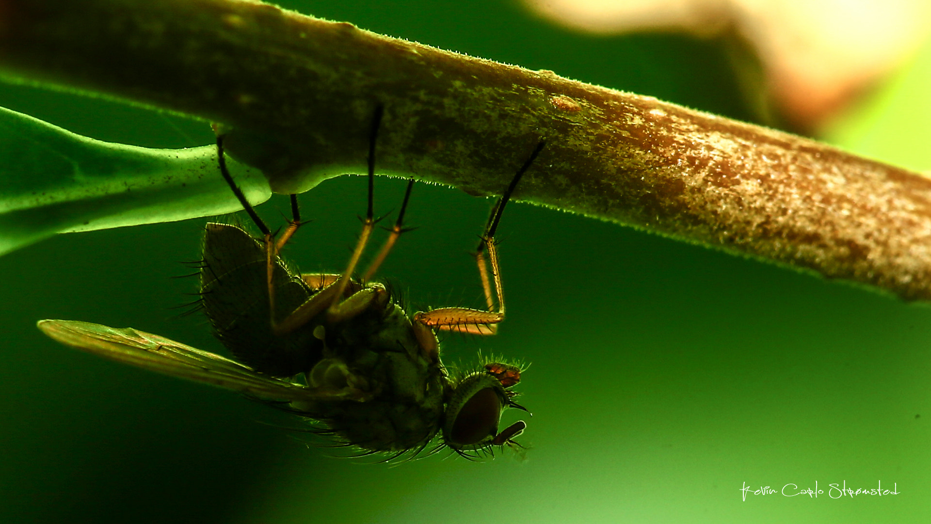 Canon EF 100mm F2.8 Macro USM sample photo. Back light photography