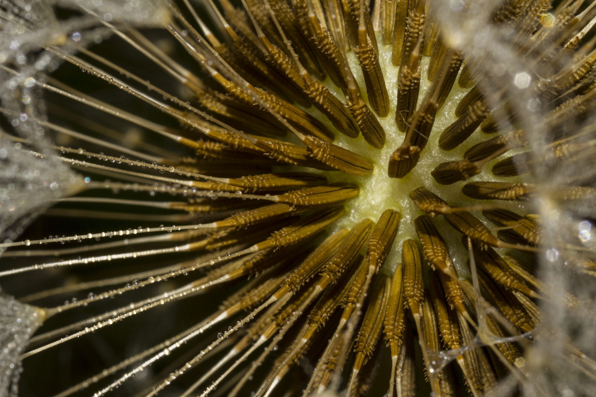 Canon MP-E 65mm F2.5 1-5x Macro Photo sample photo. Dandy photography