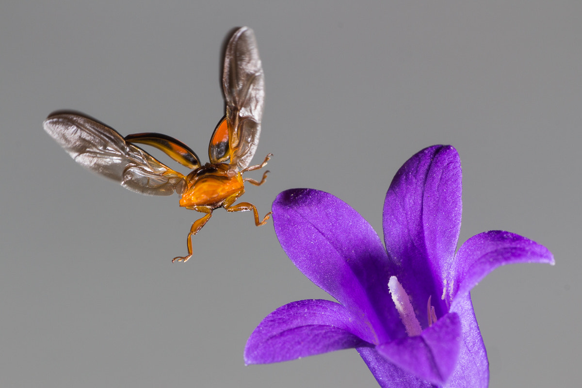 Canon EOS 650D (EOS Rebel T4i / EOS Kiss X6i) + Tamron SP AF 90mm F2.8 Di Macro sample photo. Ladybug photography