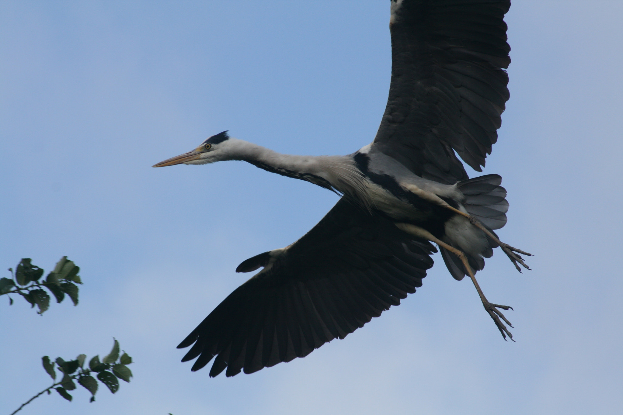 Canon EF 55-200mm F4.5-5.6 II USM sample photo. Heron fly-by photography