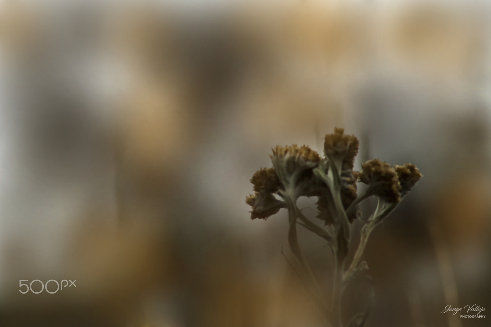 Canon EF 75-300mm f/4-5.6 USM sample photo. Flores del paramo photography