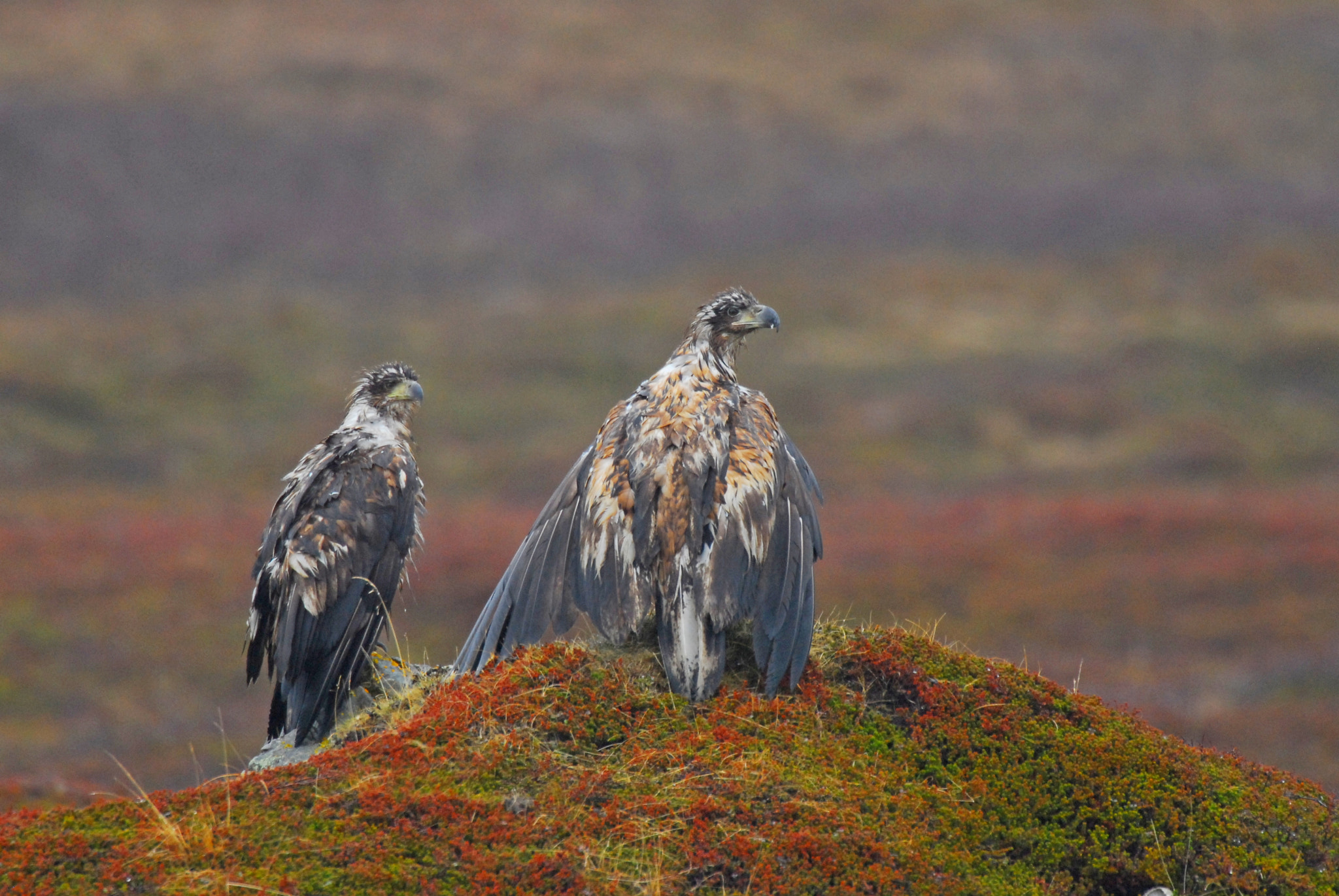 AF-S Nikkor 600mm f/4D IF-ED + TC-14E sample photo. Eagle in the rain photography