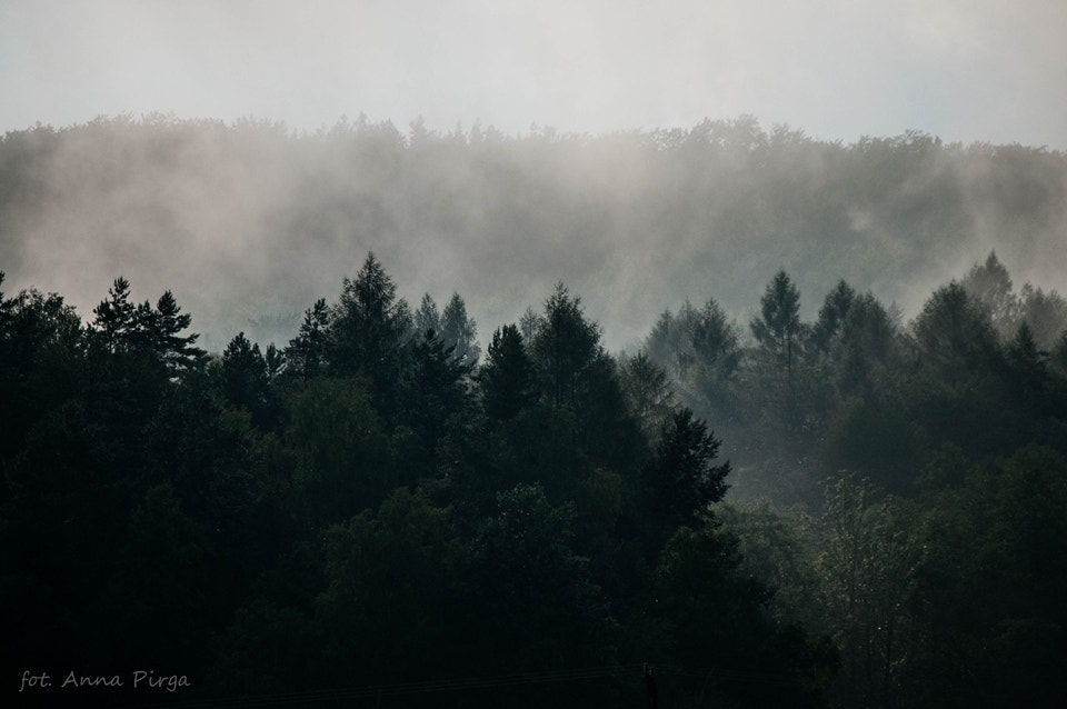 Nikon D300S sample photo. The forest after storm photography
