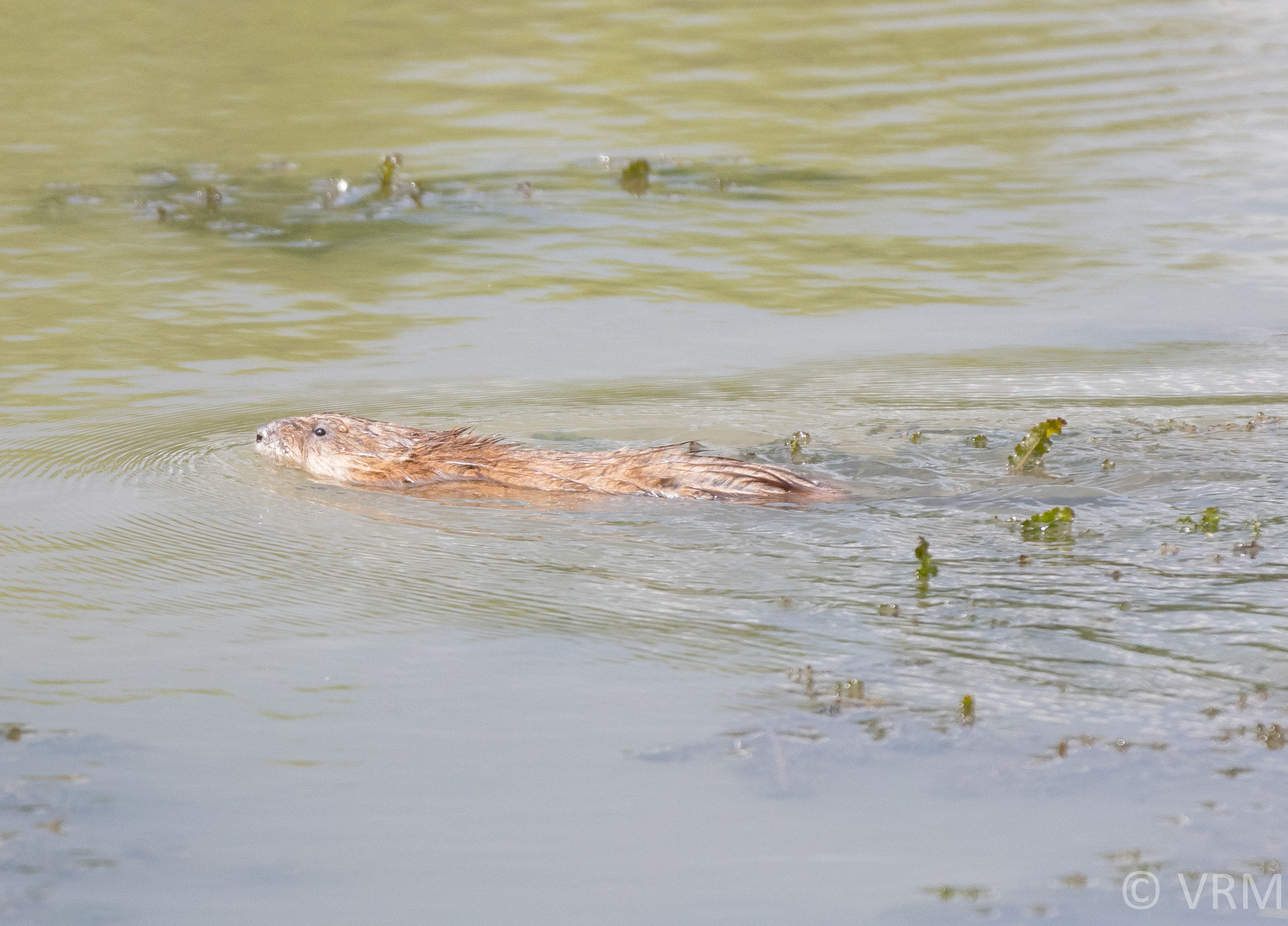 Canon EF 70-200mm F2.8L IS II USM sample photo. Beaver photography