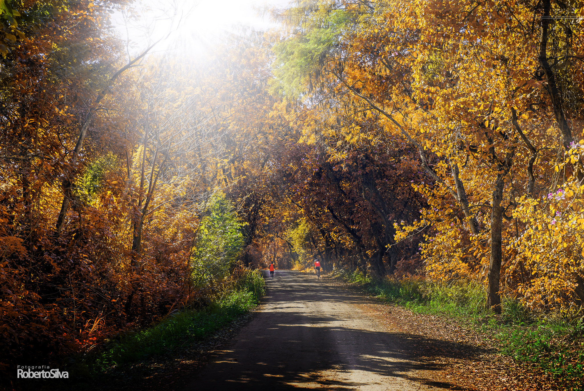Sony a99 II + Minolta AF 50mm F1.7 sample photo. Untitled hdr photography