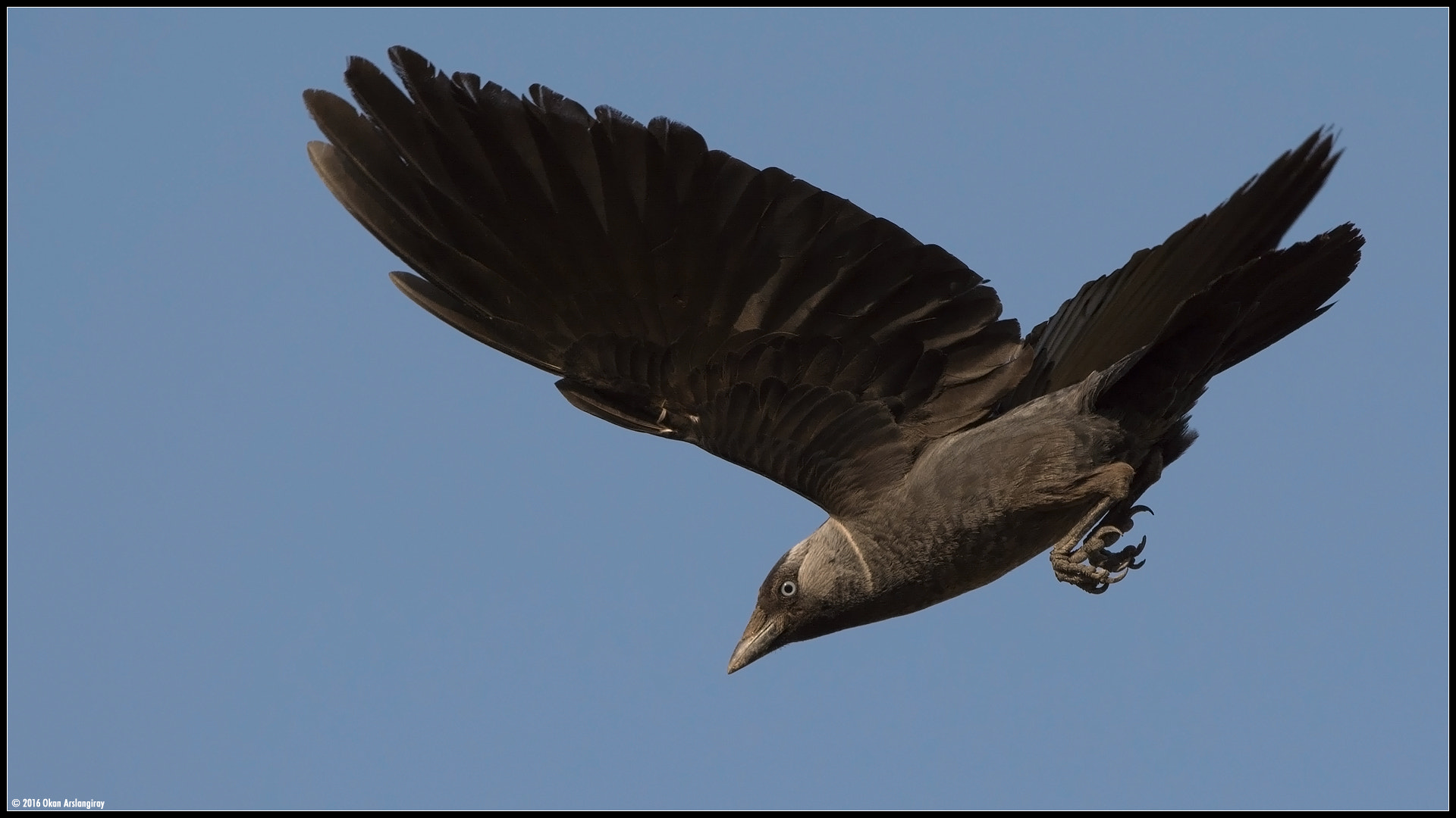 Nikon D7100 + Nikon AF-S Nikkor 500mm F4G ED VR sample photo. Western jackdaw, coloeus monedula photography