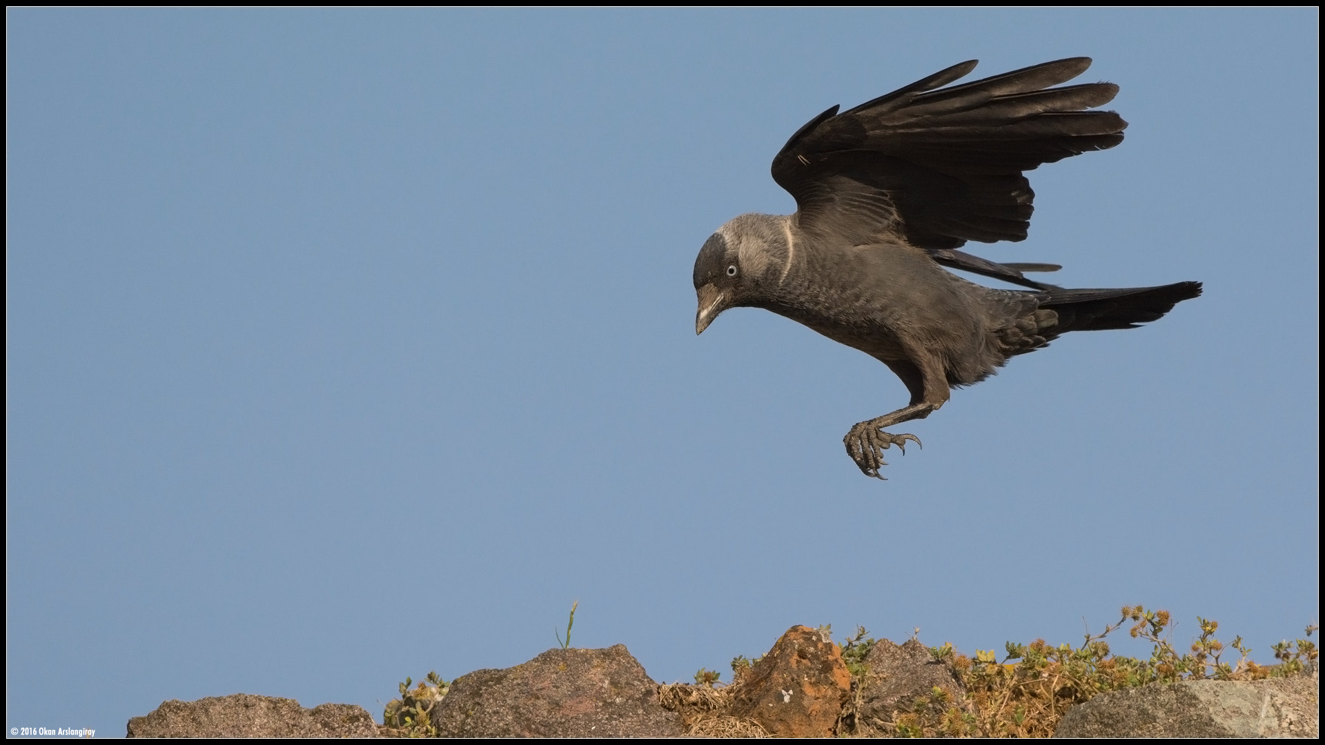 Nikon D7100 + Nikon AF-S Nikkor 500mm F4G ED VR sample photo. Western jackdaw, coloeus monedula photography